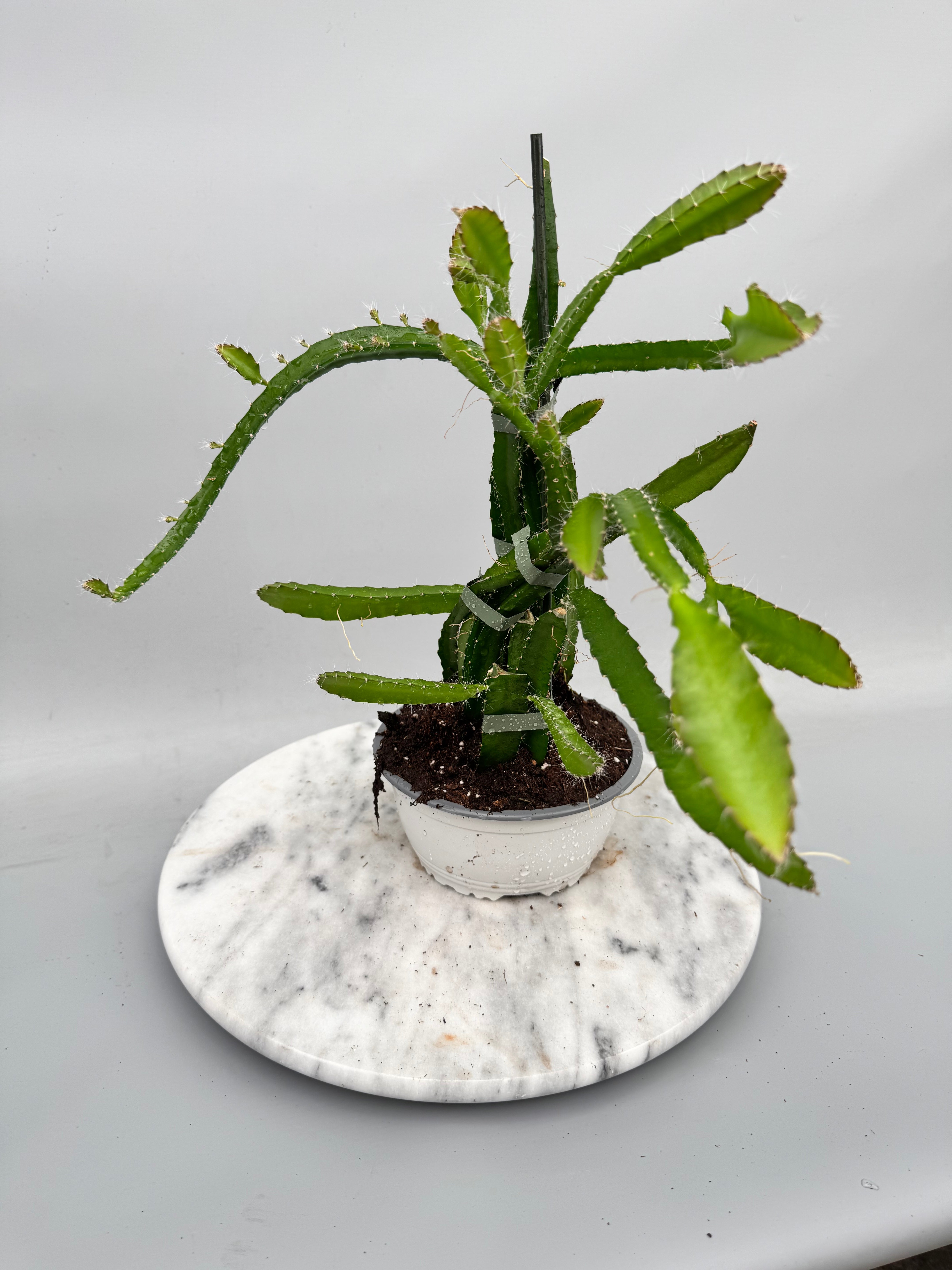 Hylocereus undatus "Dragon Fruit" (Big Plant)