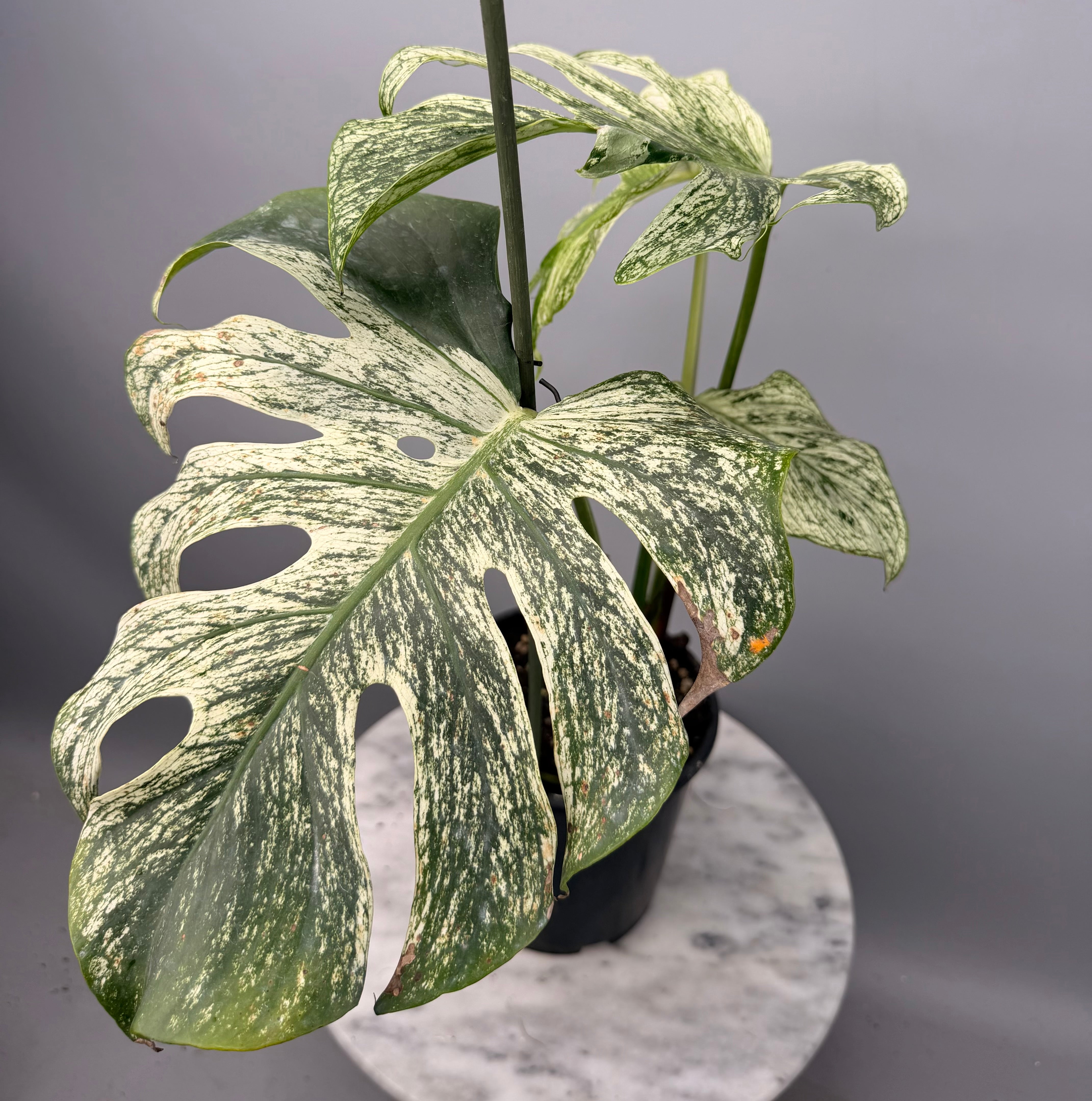 Monstera ‘Devil Monster’ Nr 2