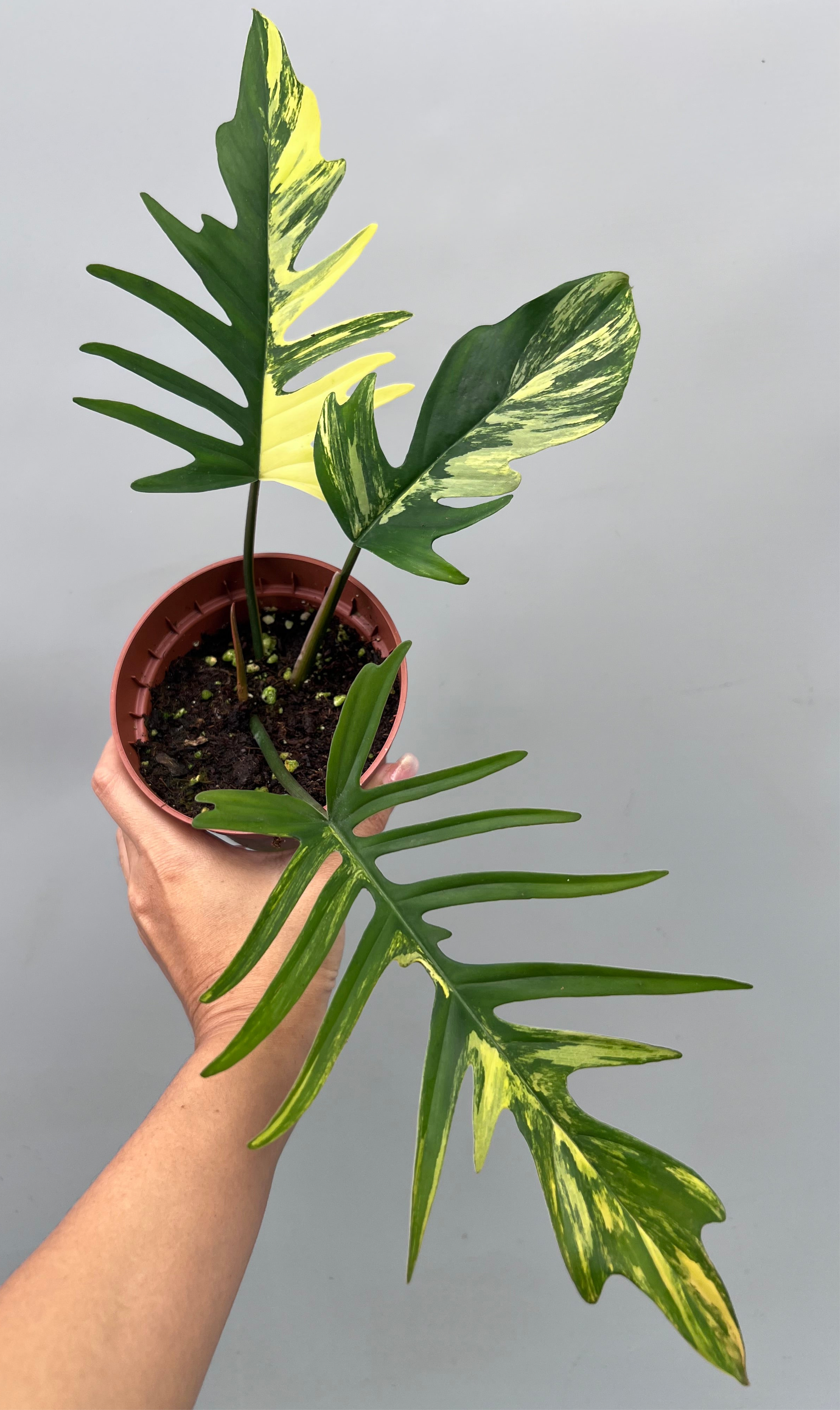 philodendron elegans vs tortum Philodendron tortum x Florida Beauty (Nr 3)