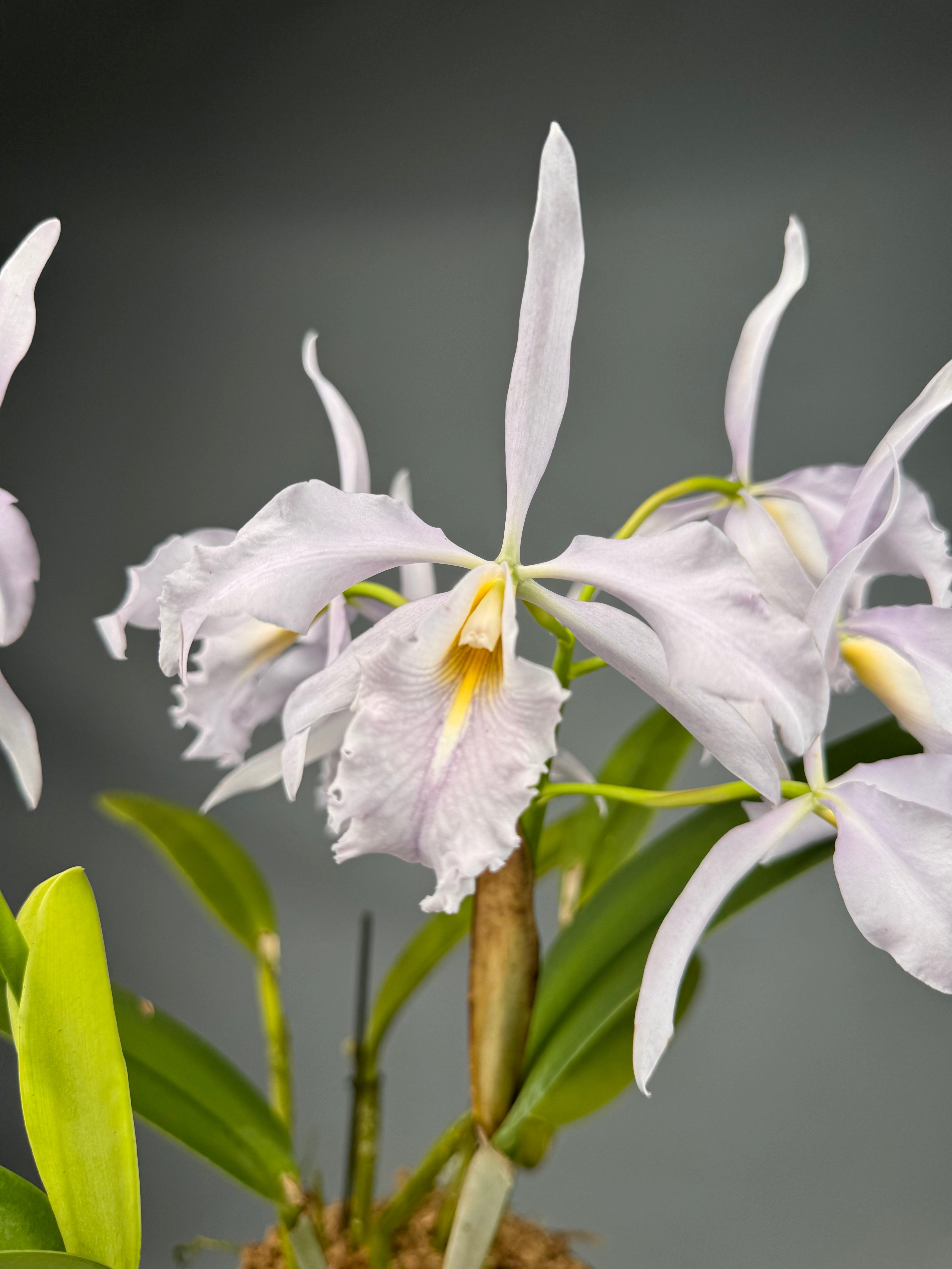 Cattleya maxima var. Coerulea (Big) Selection 1
