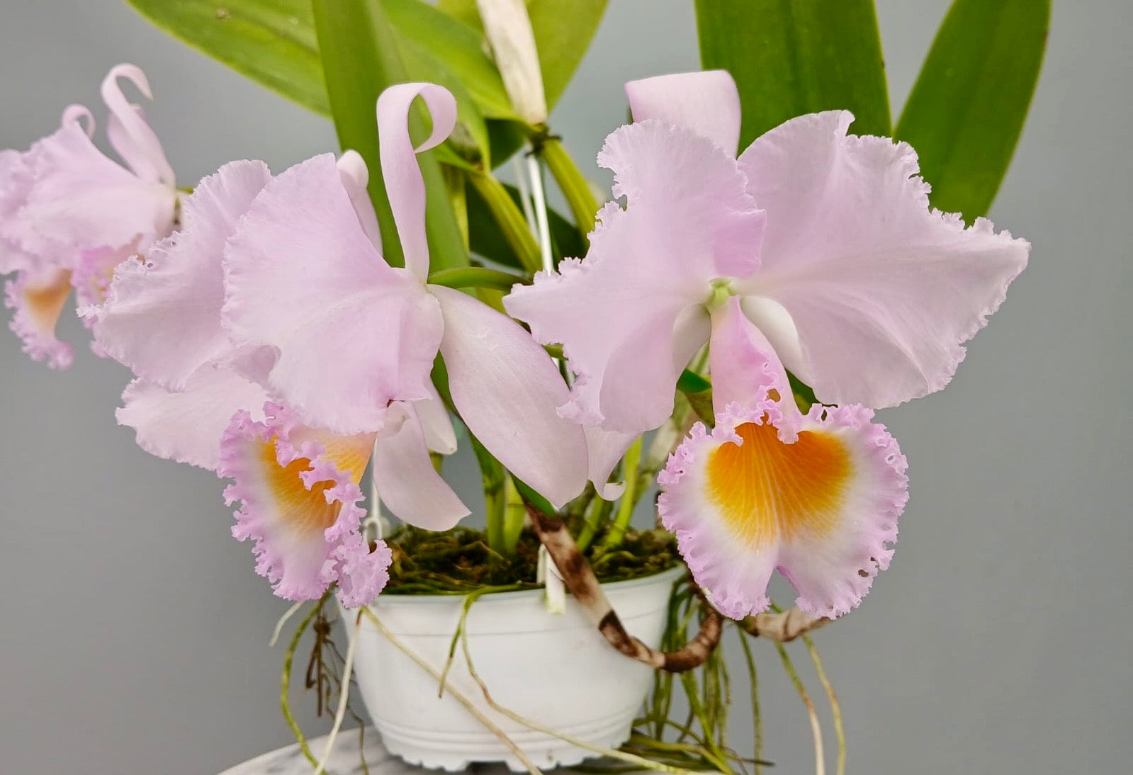 Cattleya trianae concolor orlata 'Toto' (O.G)
