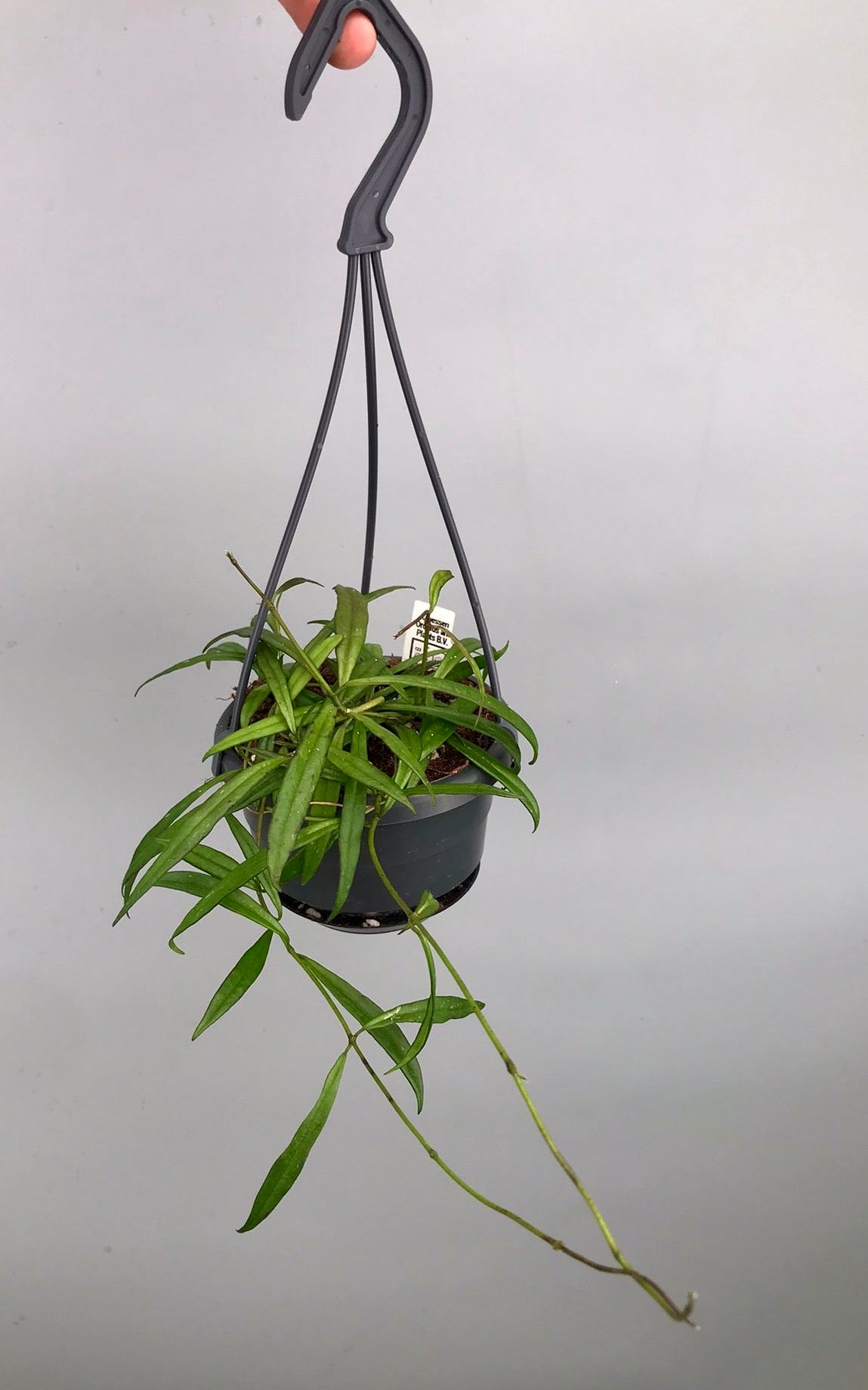 Hoya pauciflora 'big plant'