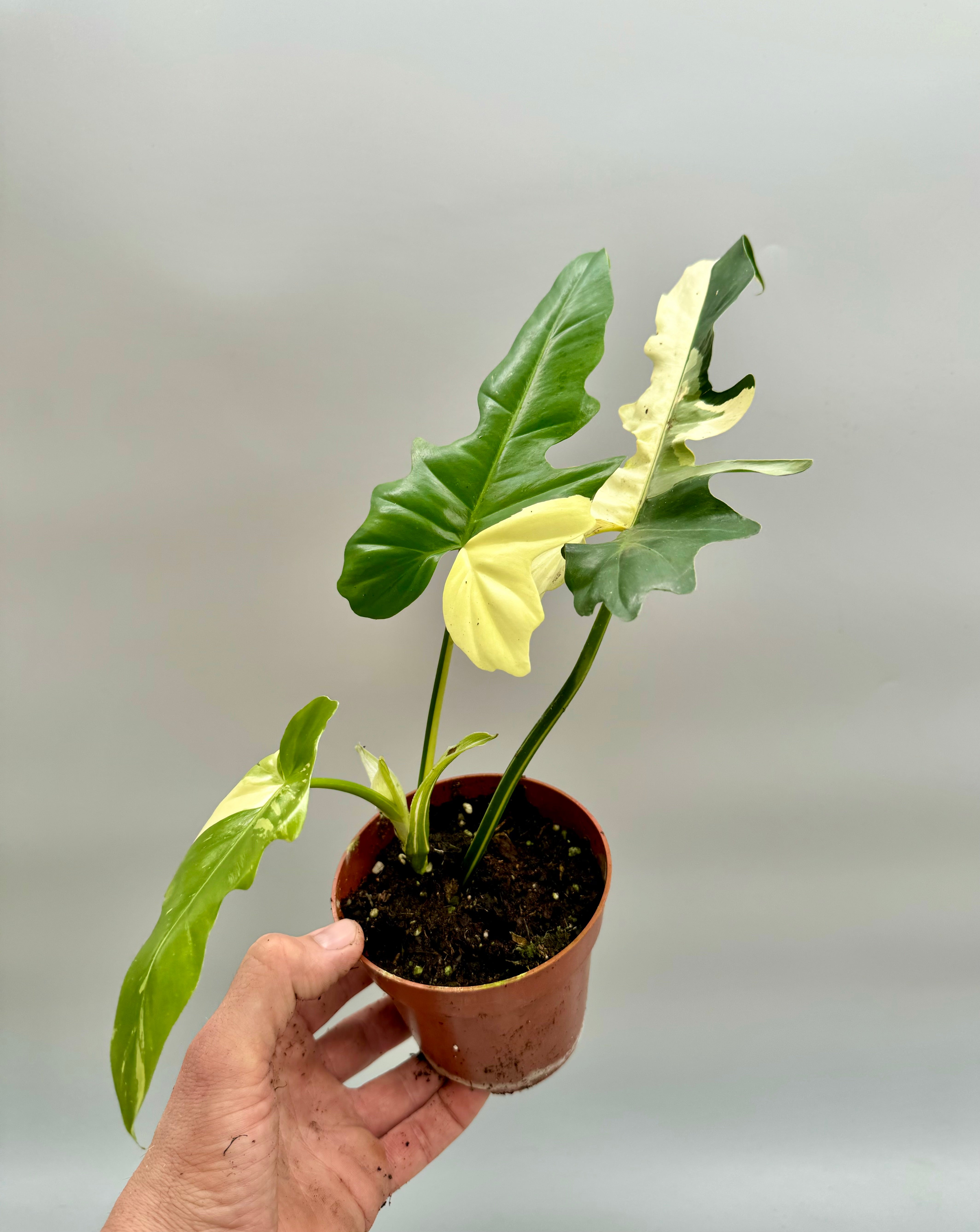 Philodendron "Golden Dragon" variegated albo "Almost Full Moon"