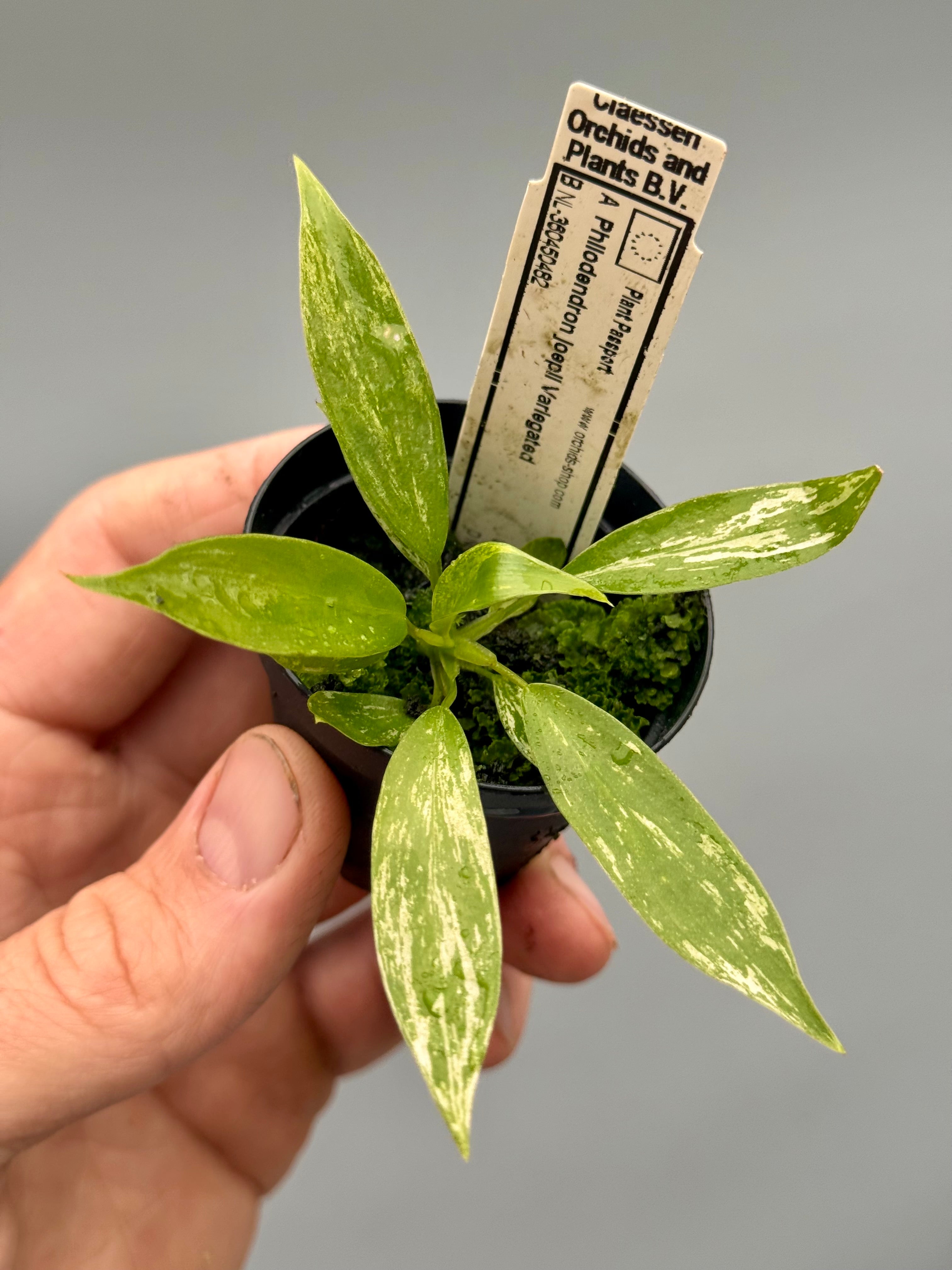 philodendron baby Philodendron joepii Variegated (Baby Plant)