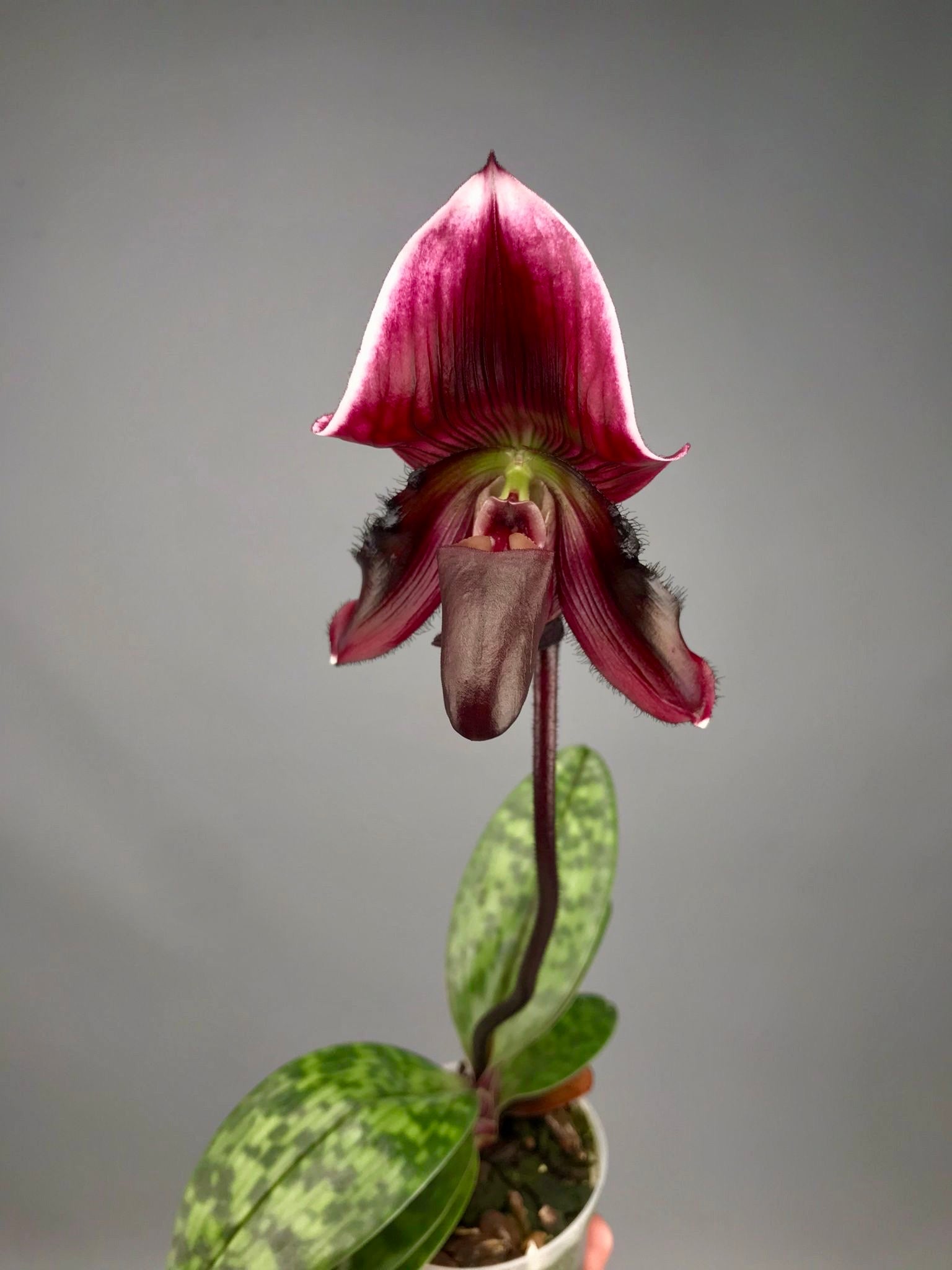 Paphiopedilum callosum "vinicolor"