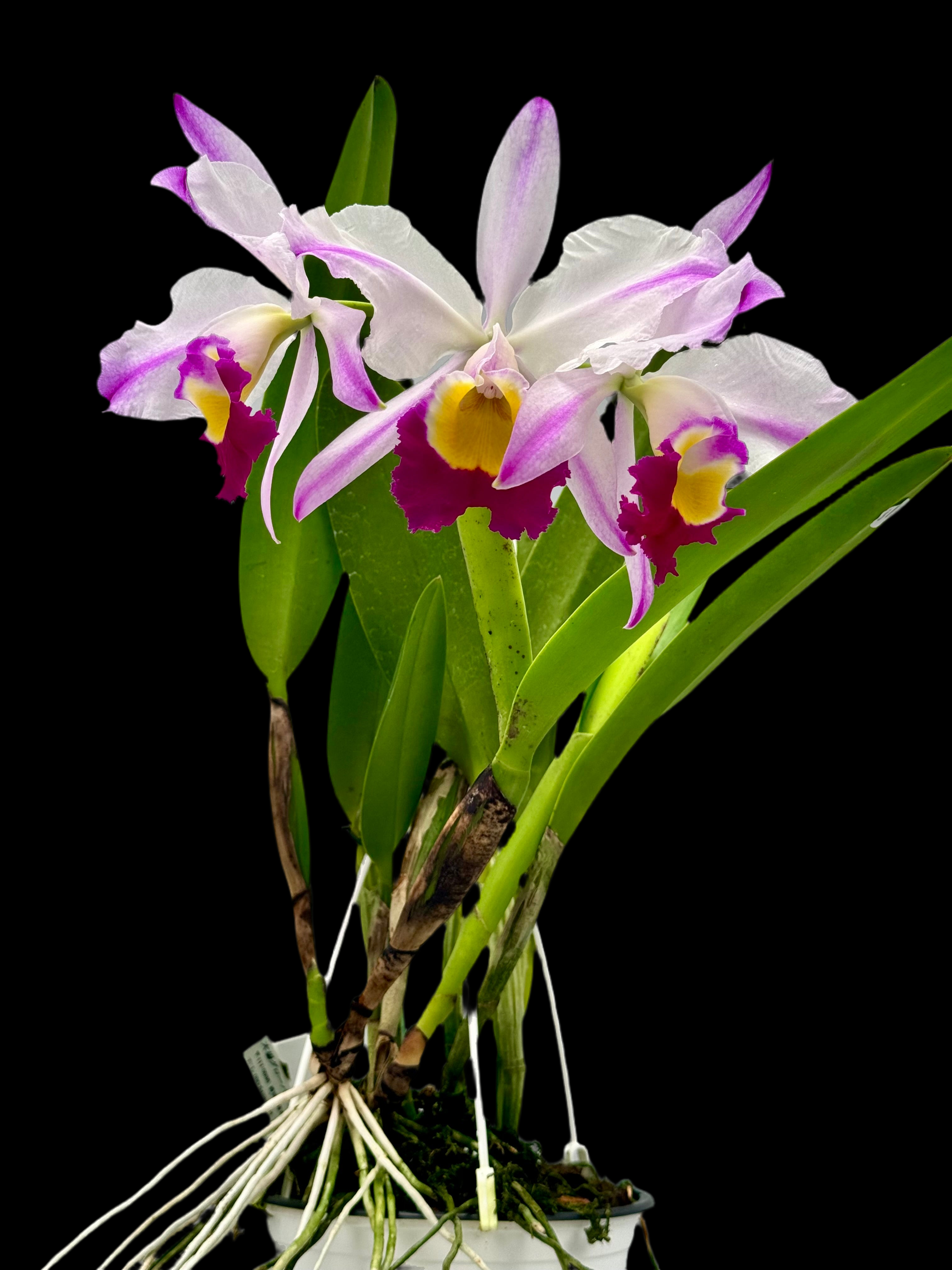 Cattleya wallisii F.S./A Flamea (Original) 'Hilela' (OG)