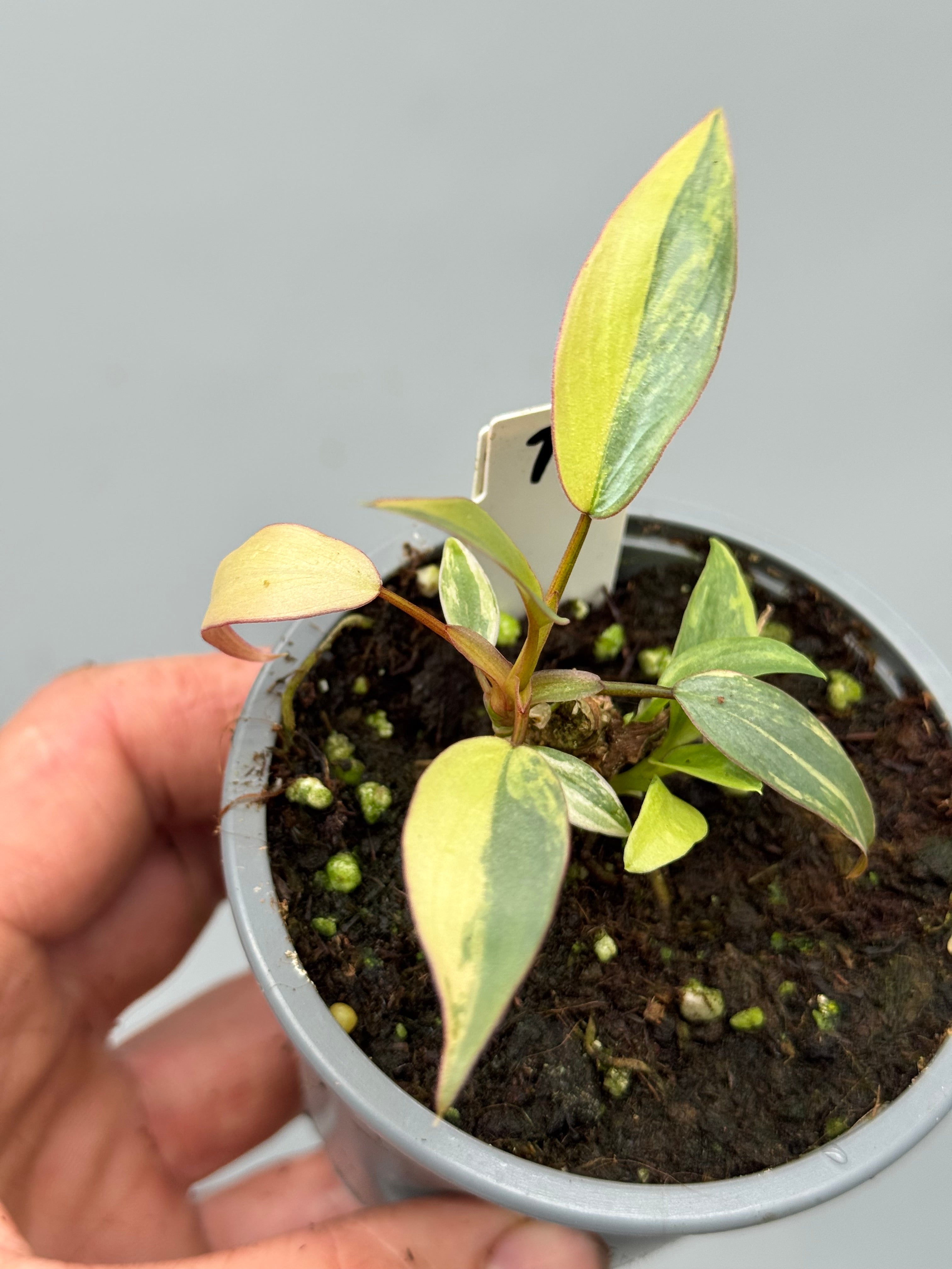 philodendron atabapoense variegata Philodendron atabapoense variegata Pink nr 1