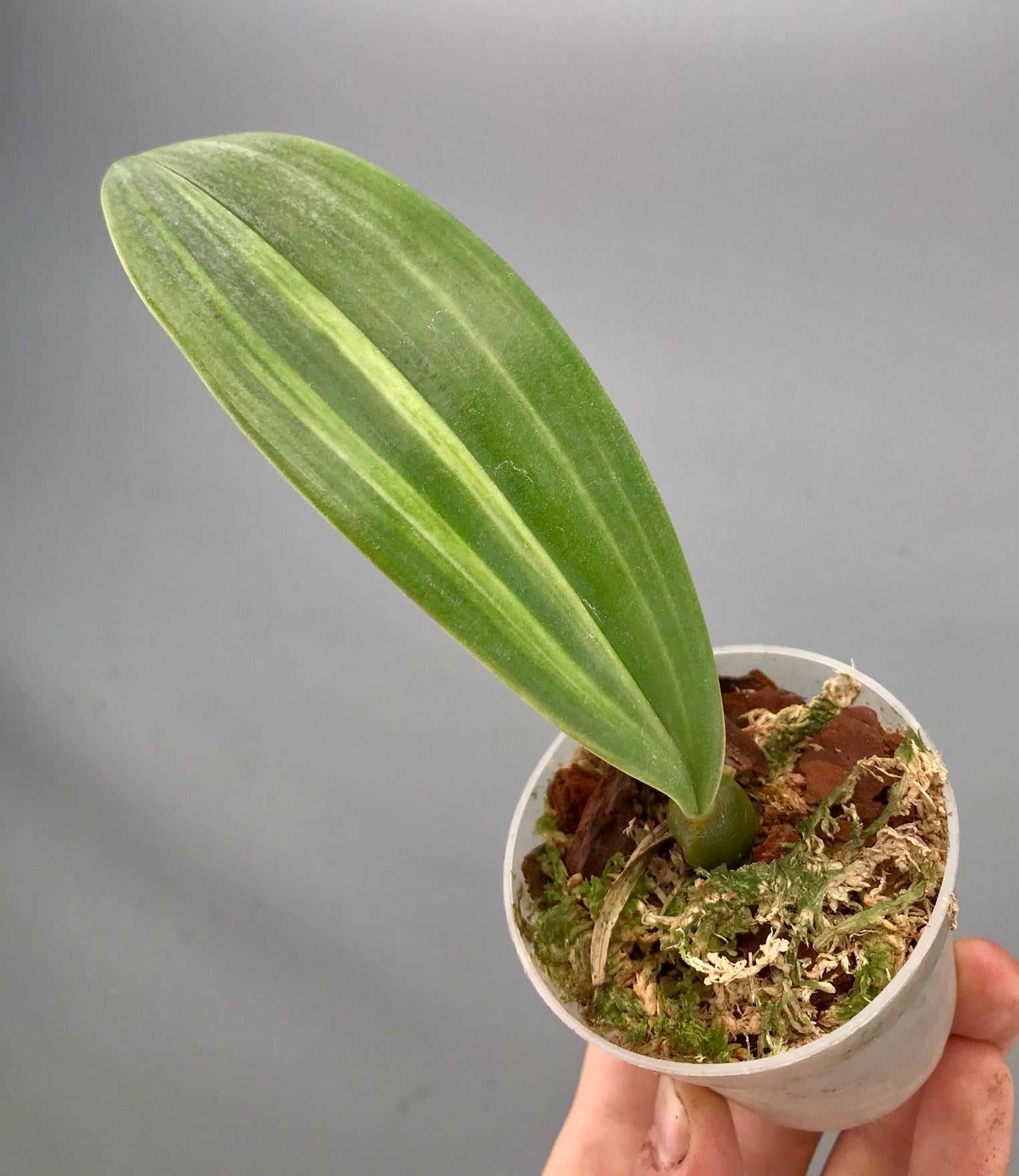 phalaenopsis variegata Bulbophyllum phalaenopsis variegata