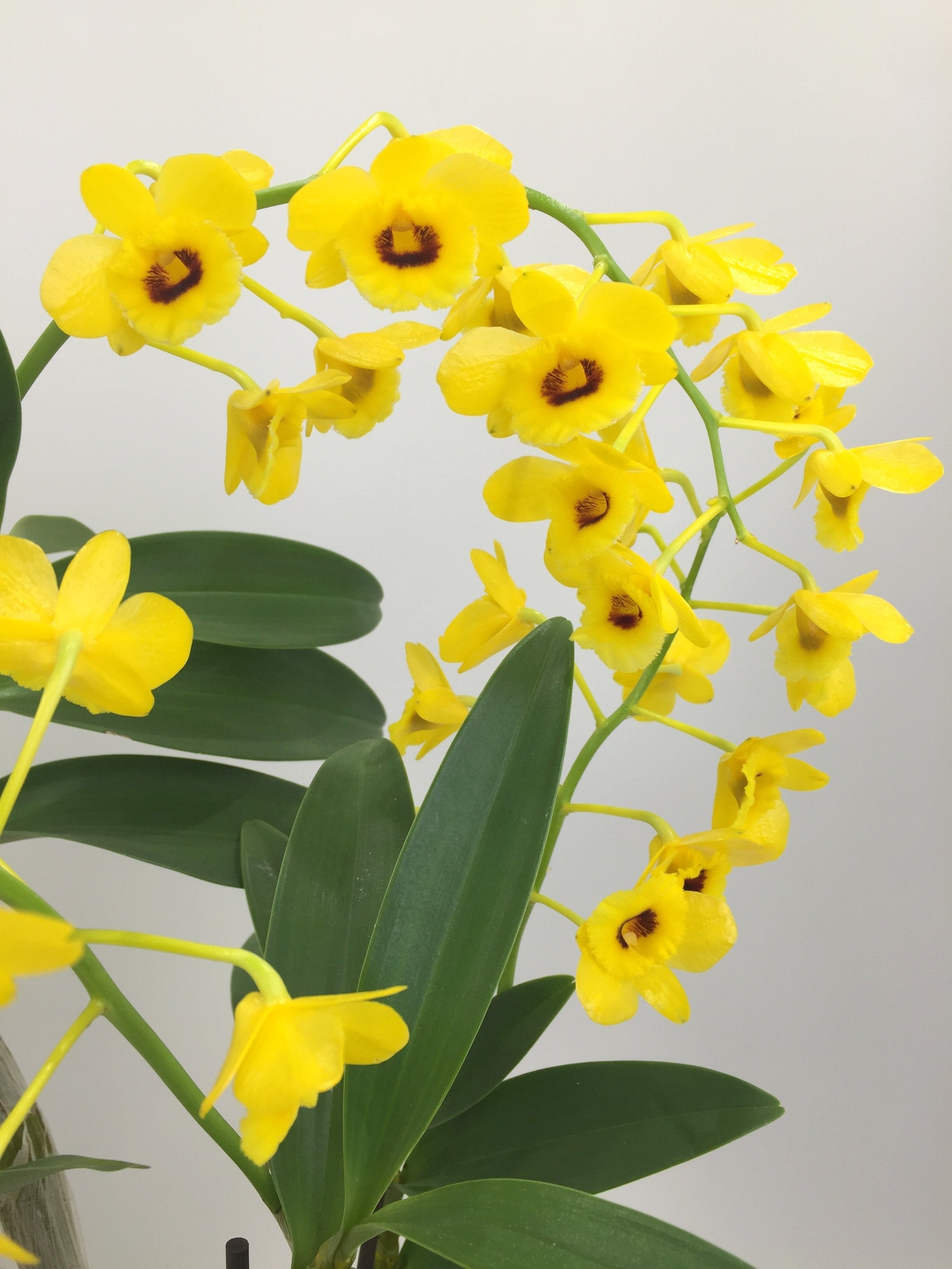 Dendrobium chrysotoxum suavissima max zoom