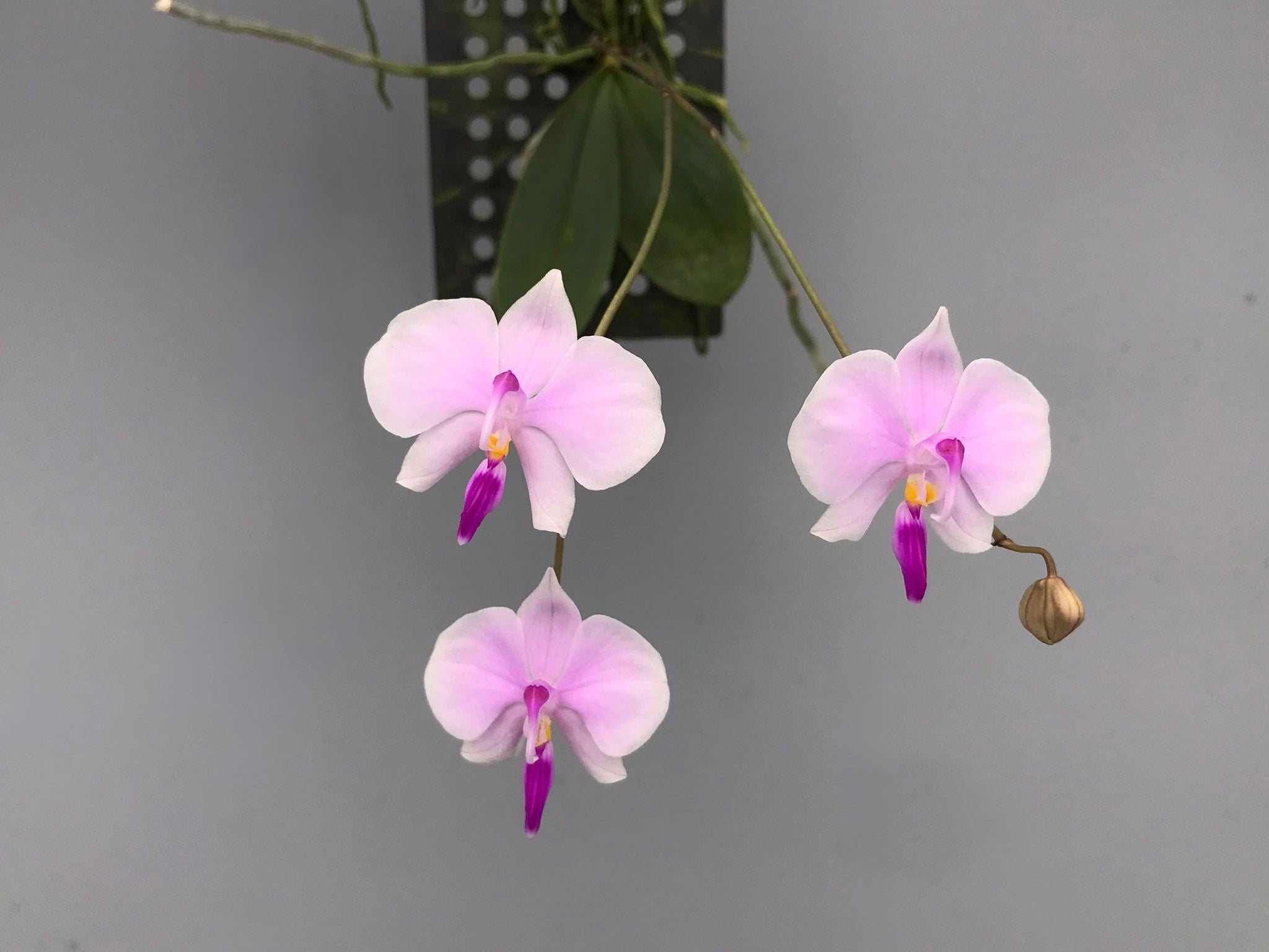 Phalaenopsis lowii