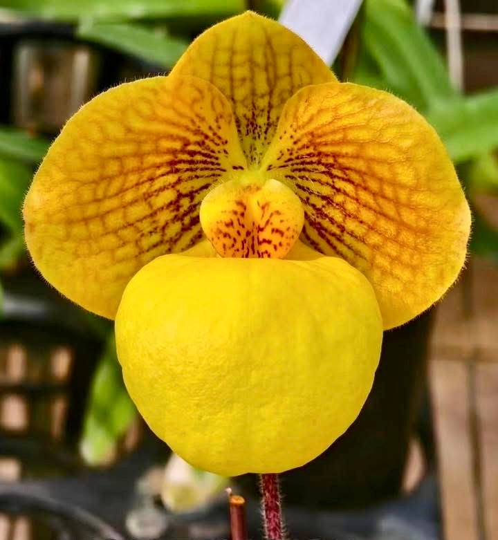 Paphiopedilum armeniacum 'Super Cool' x micranthum (Japan)
