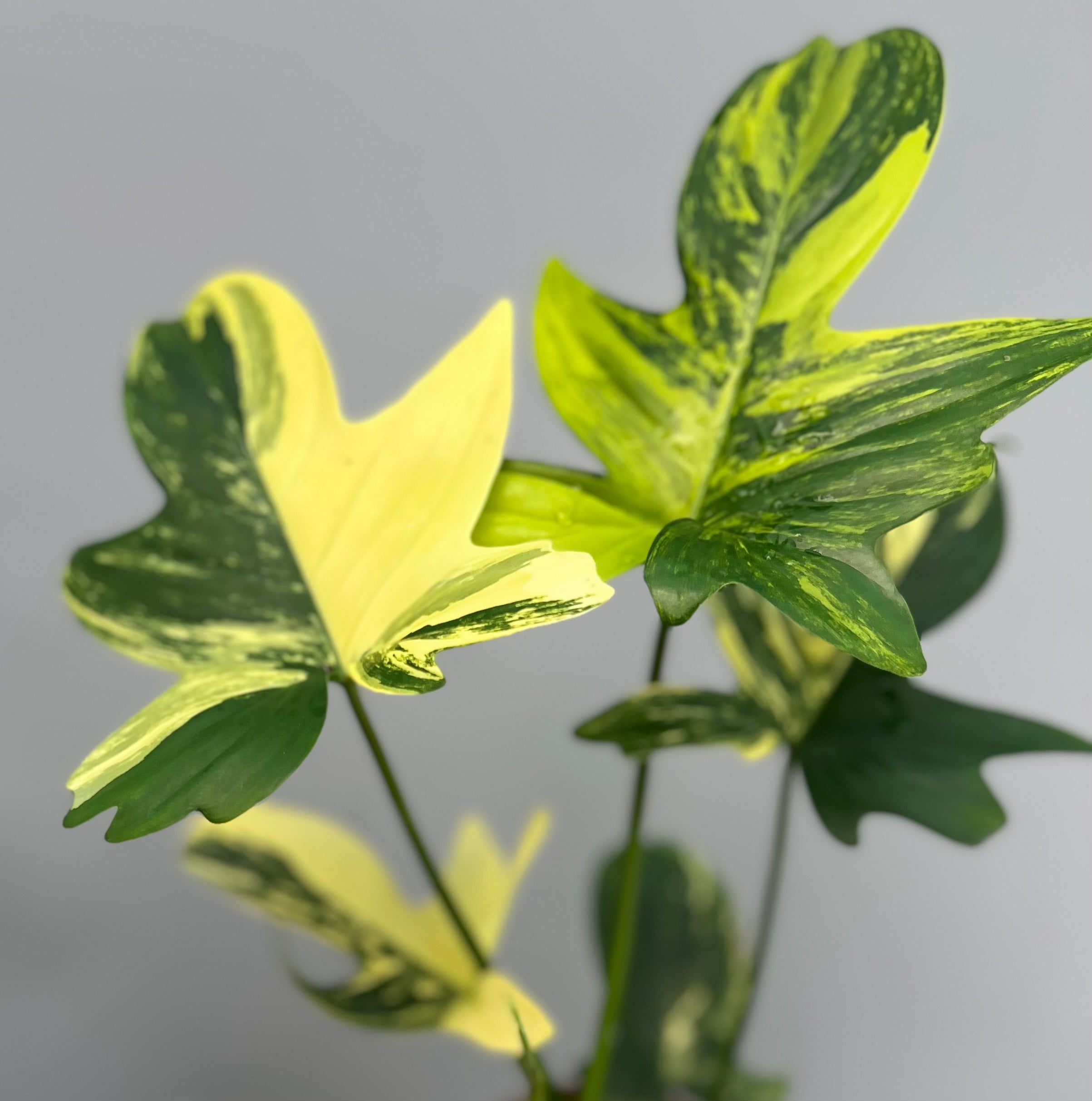 philodendron geel blad Philodendron squamiferium variegated (Nr 1.2)