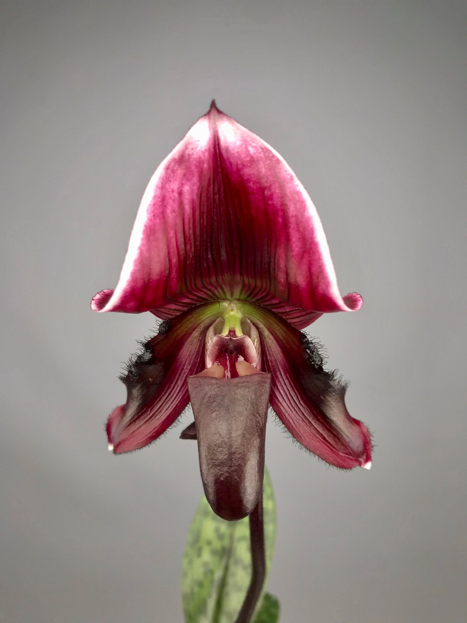 Paphiopedilum callosum "vinicolor"