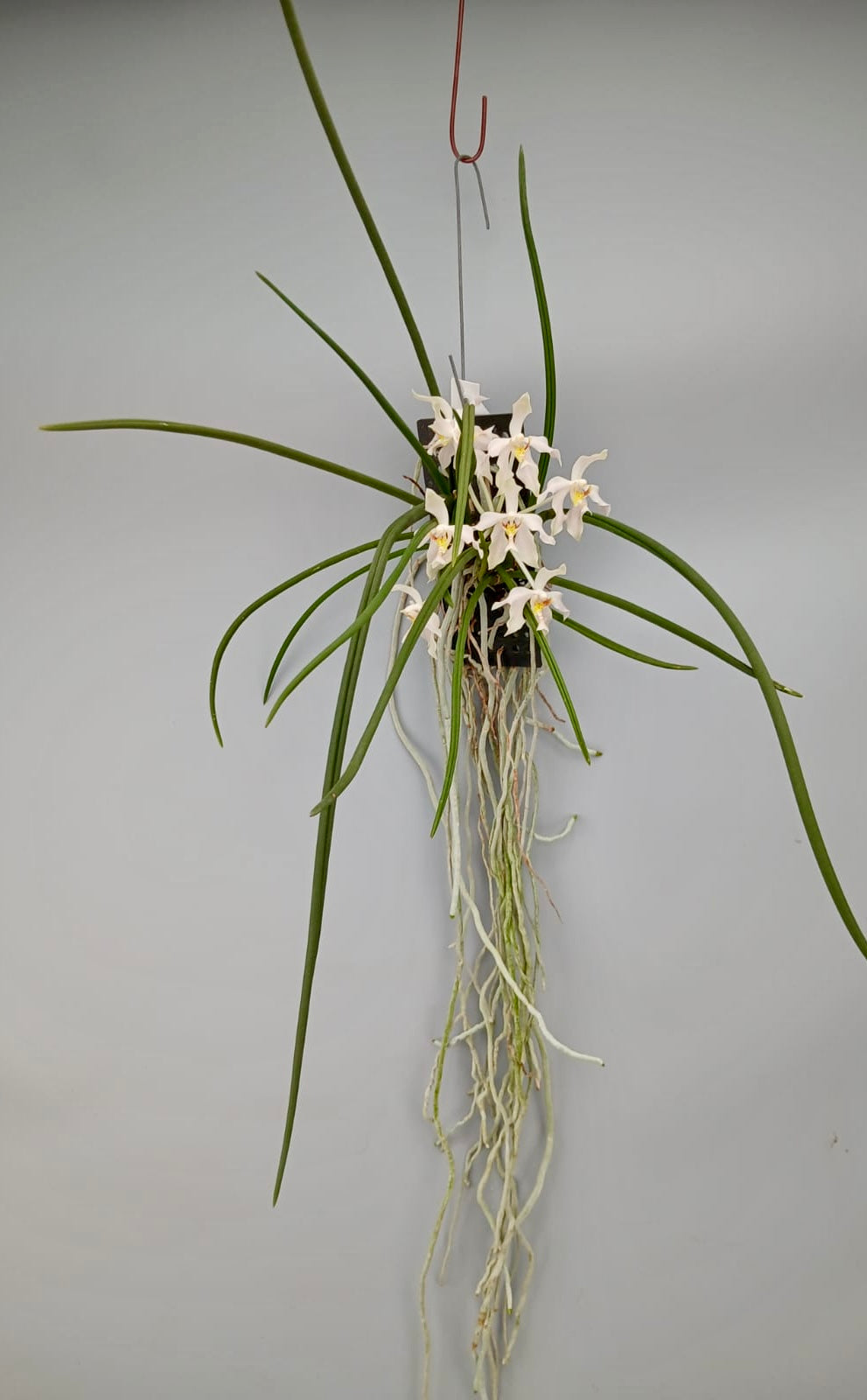 Paraphalaenopsis laycockii var semi alba