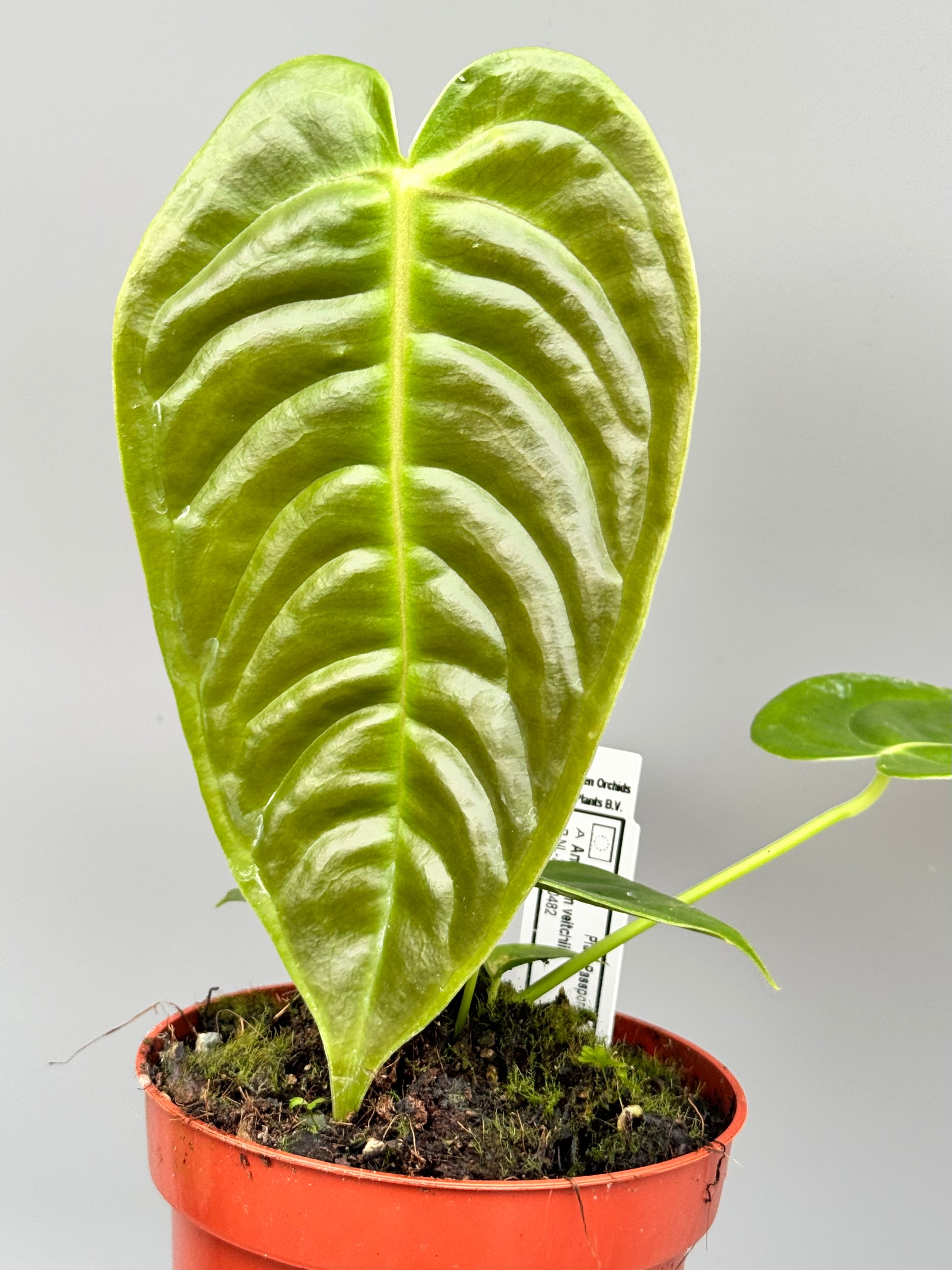 Anthurium veitchii 3/4 leaves (Small Leaves)