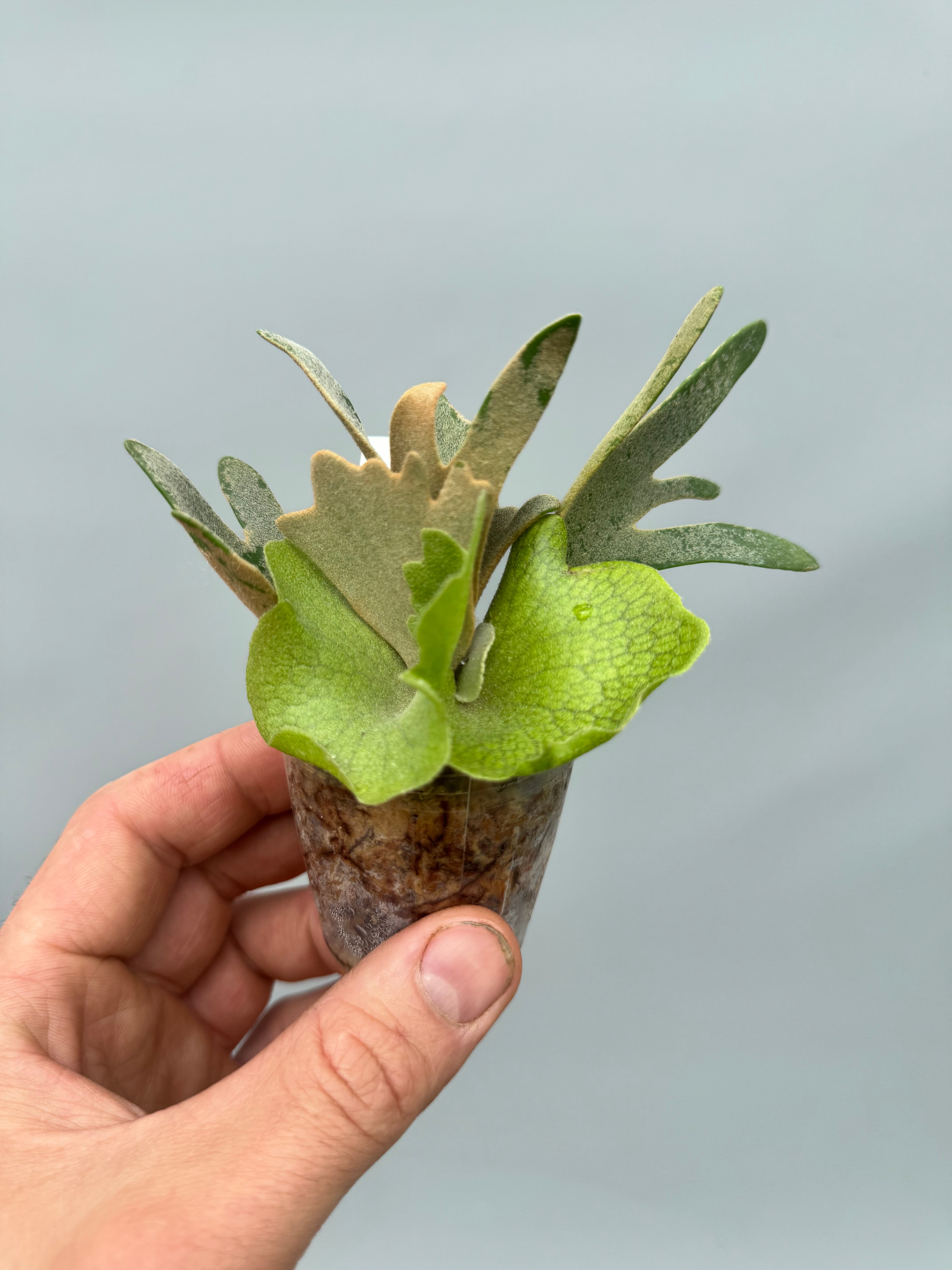 Platycerium willinckii ‘Nano’