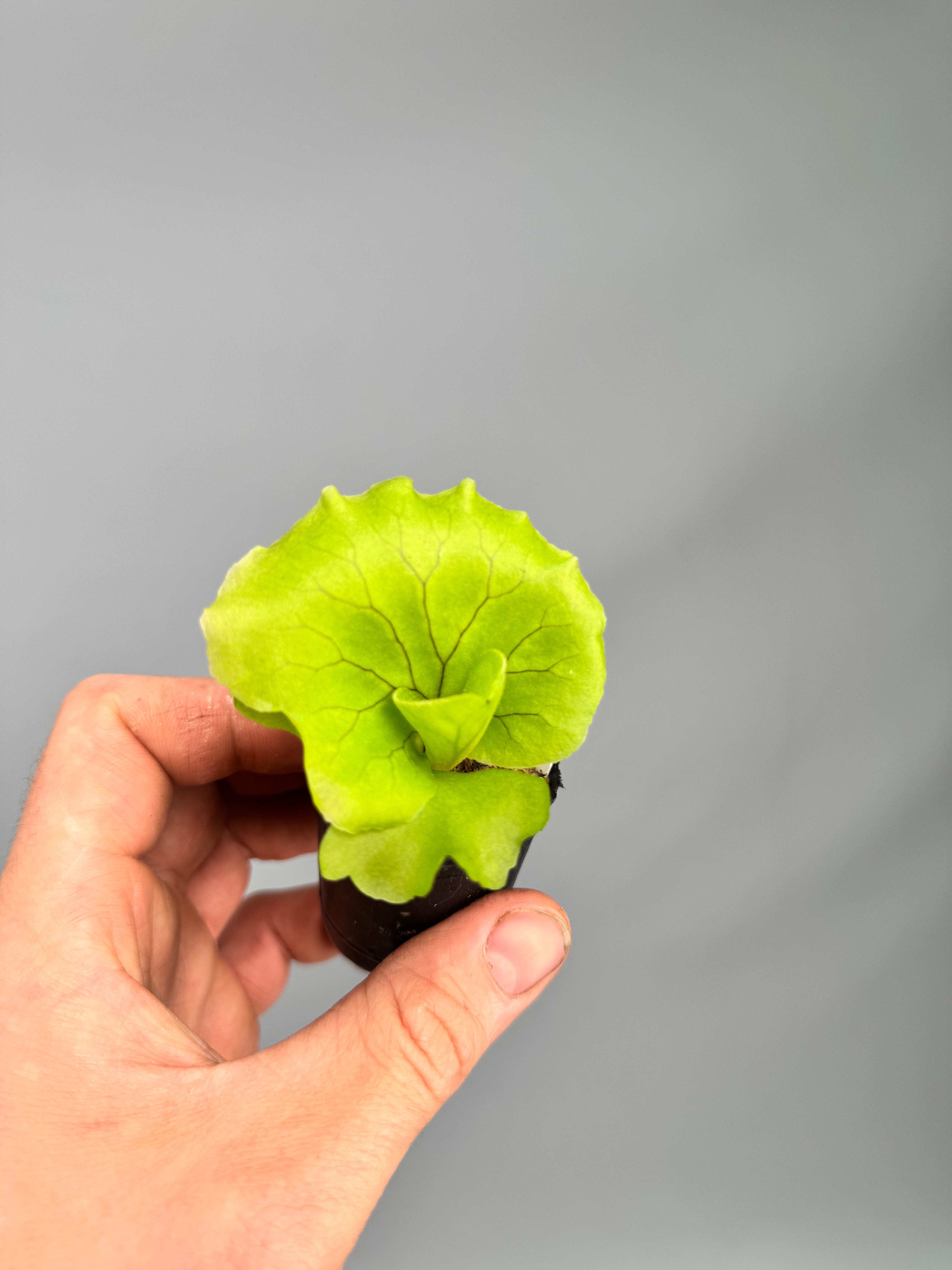 Platycerium Monkey King