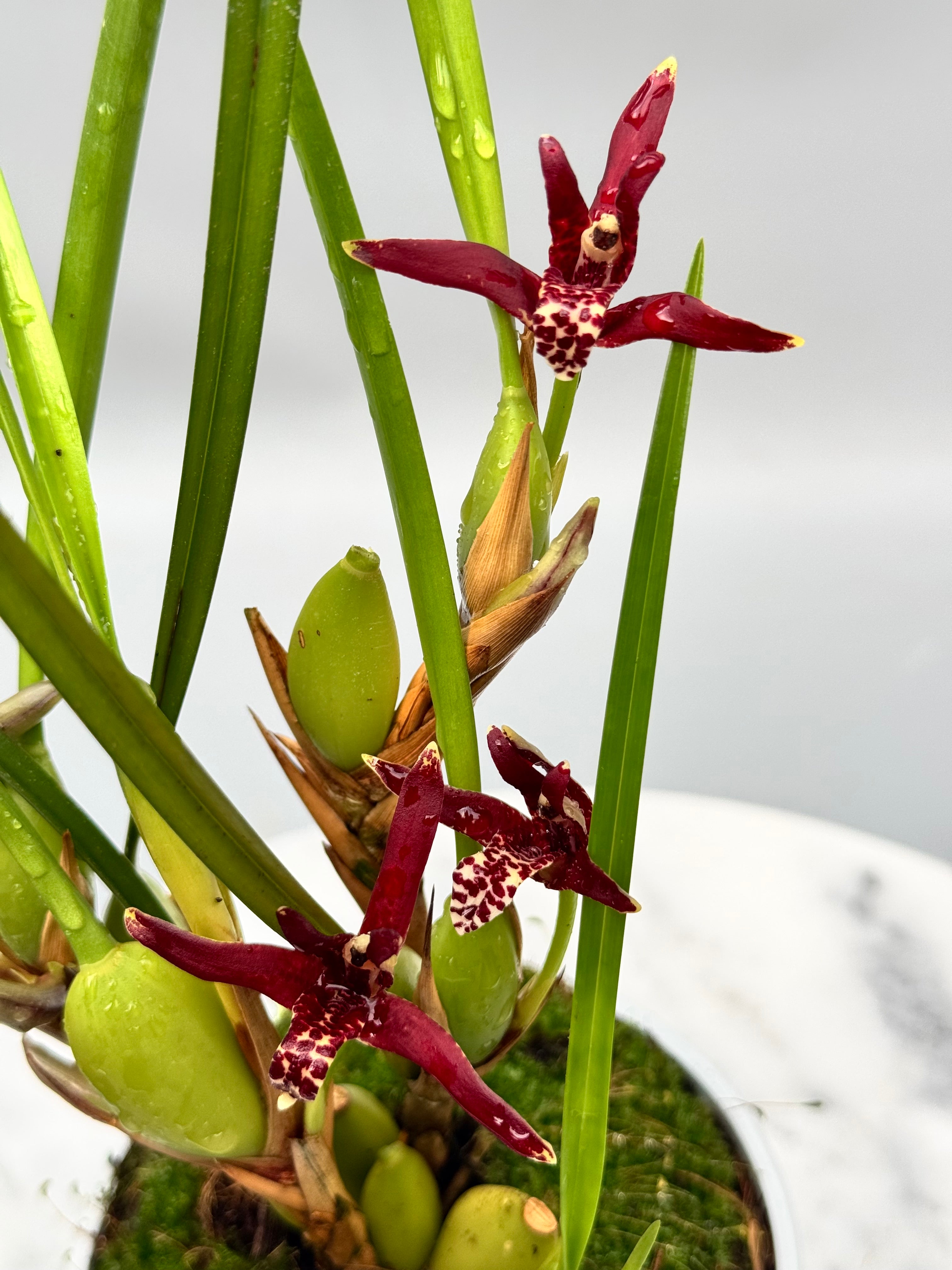 Maxillaria tenuifolia ‘Dark 2nd generation’ "Big Plant"