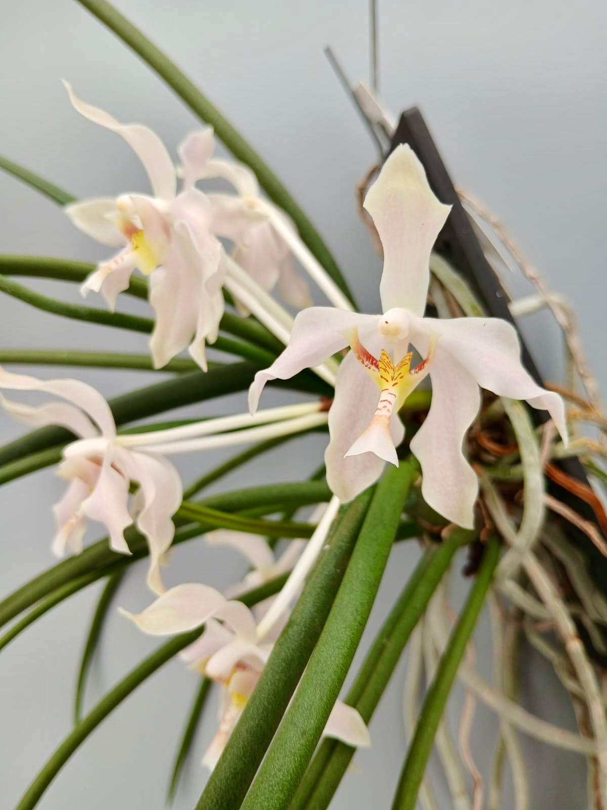 Paraphalaenopsis laycockii var semi alba