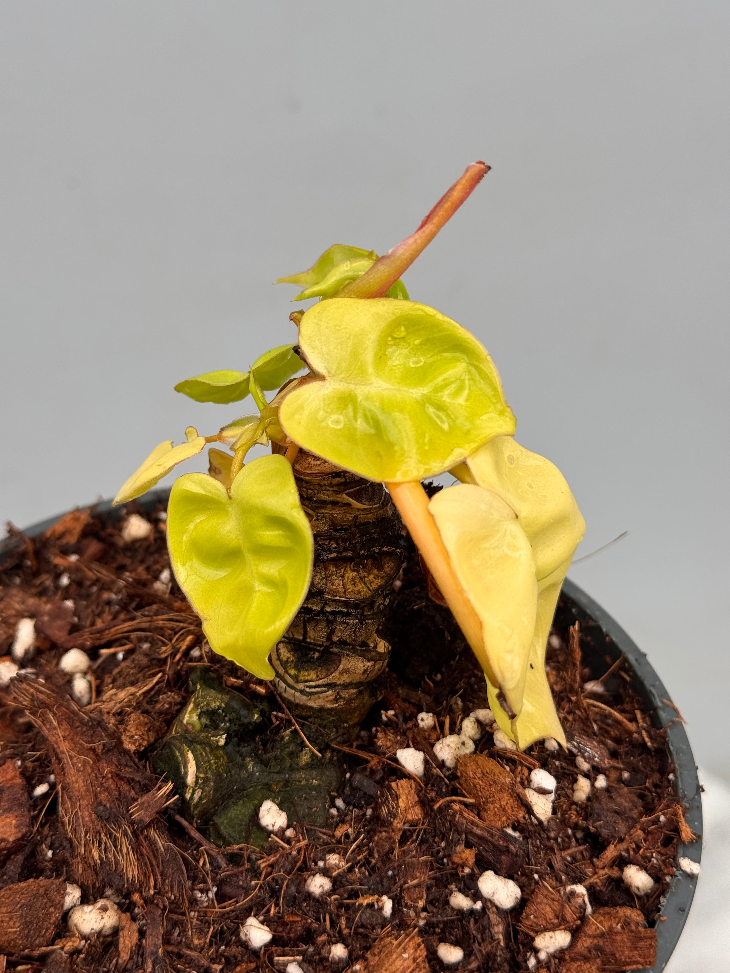 Philodendron billietiae Variegata ‘Small Size’ nr 1