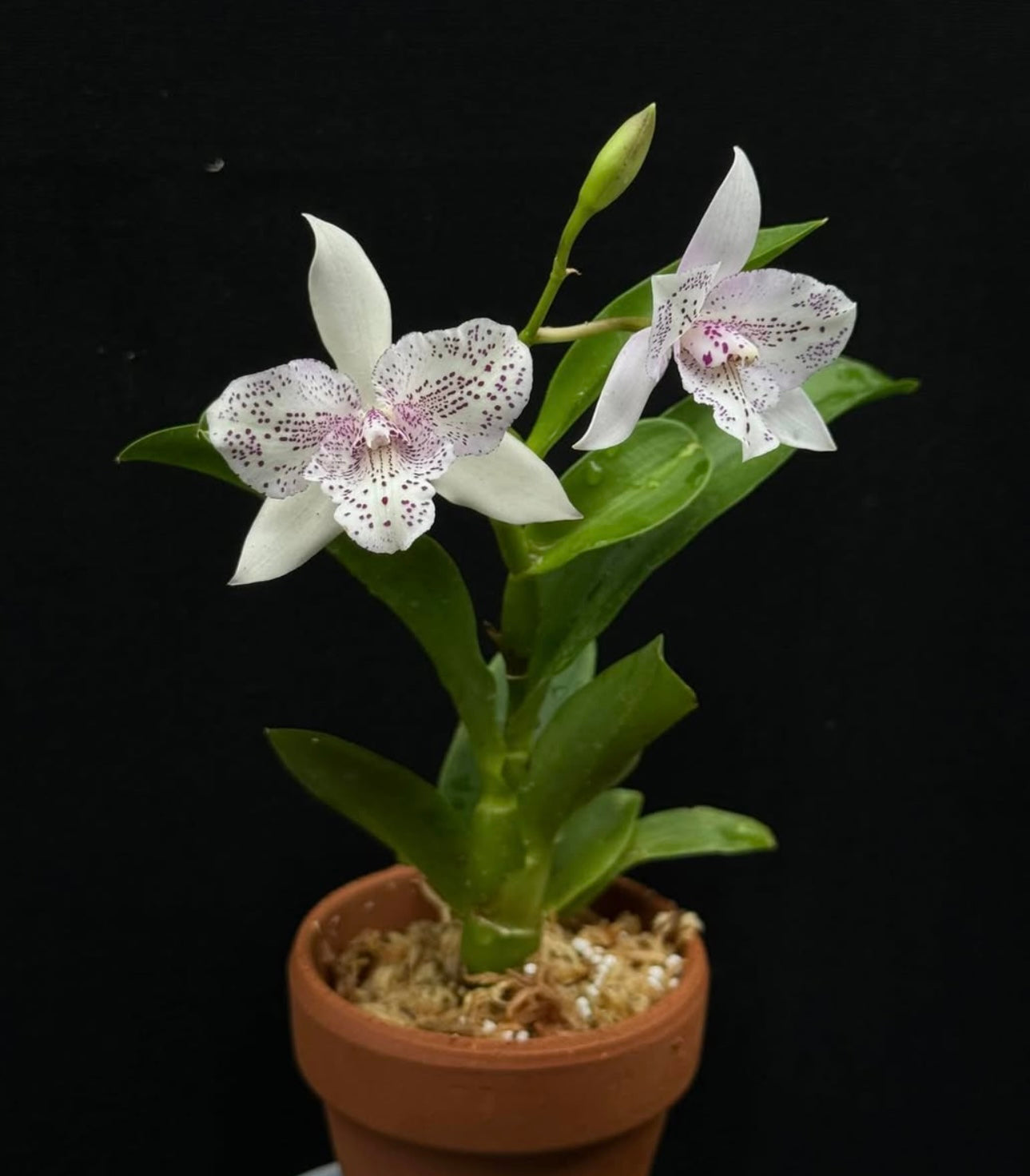 Caulocattleya Chantilly Lace Twinkel