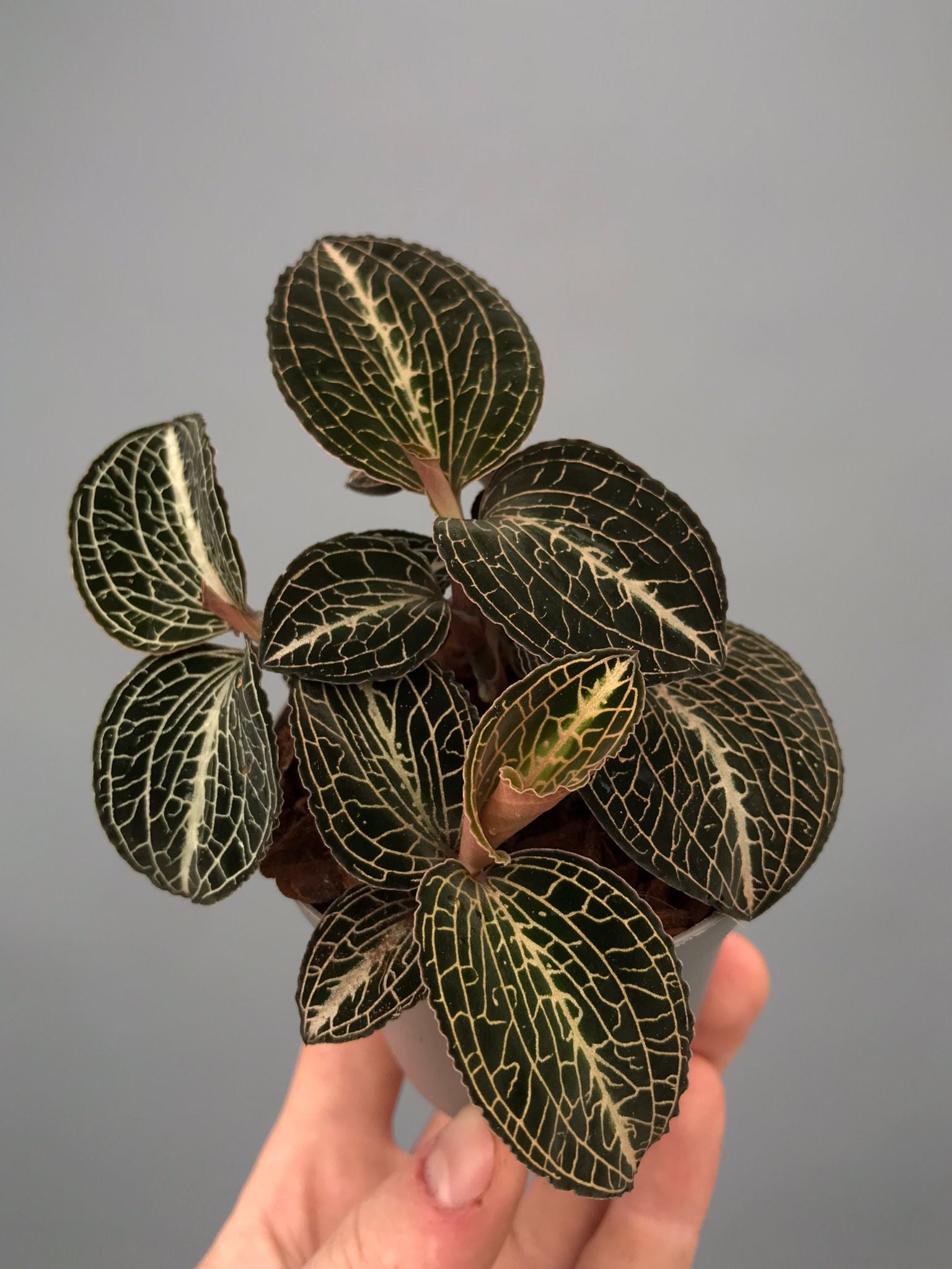 Anoectochilus formosanus x burmanicus Red ‘Big Plant’ (3 planten)