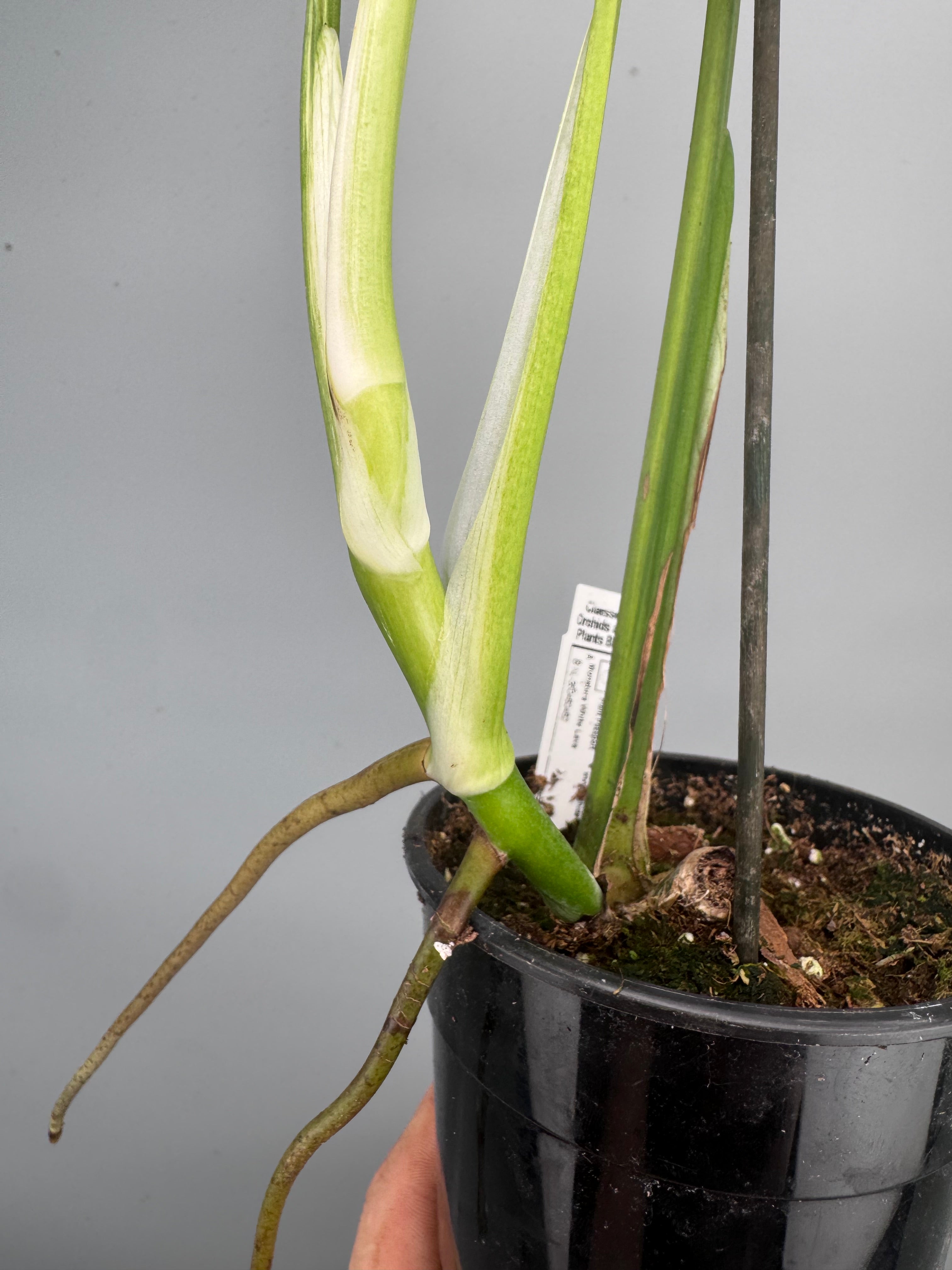 Monstera White Lava 'Lalamove'