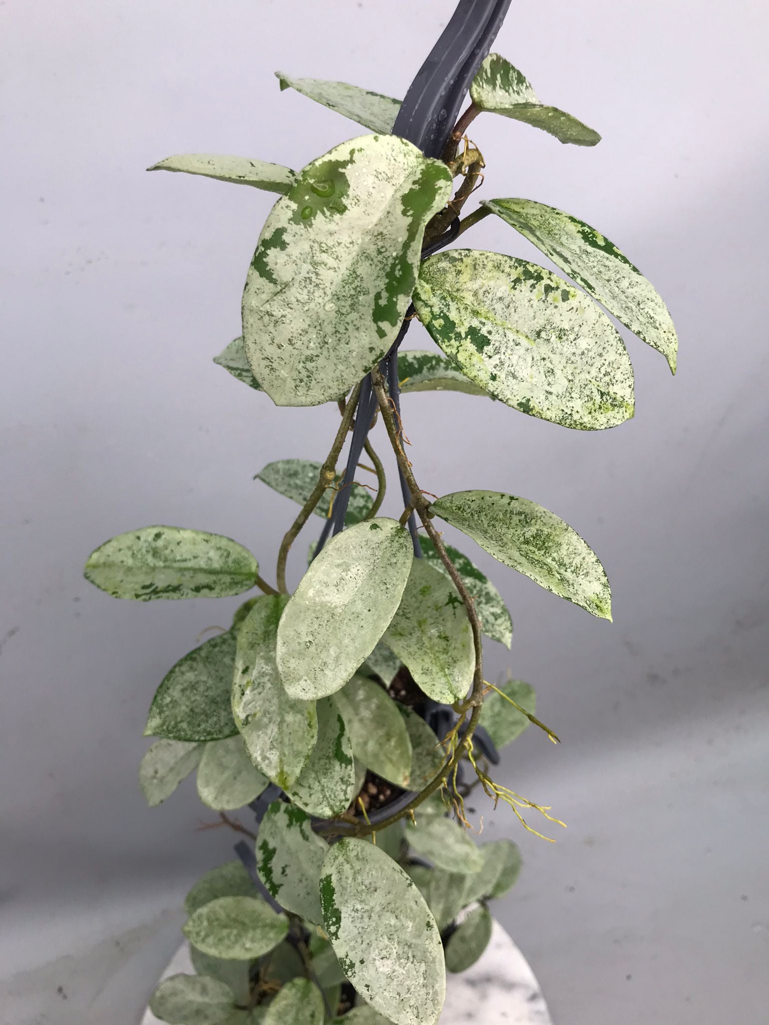 Hoya ‘Nova Ghost’ XL