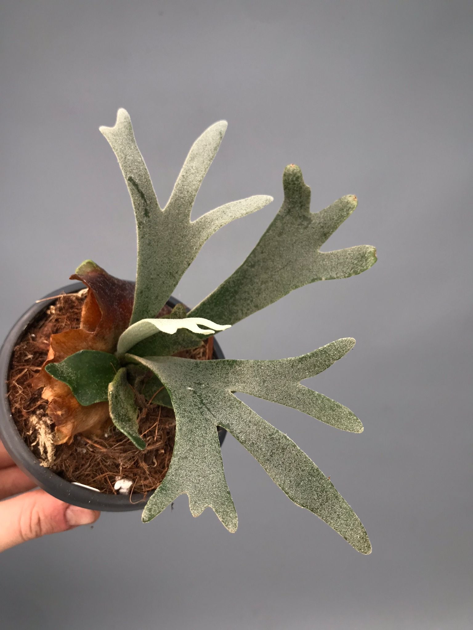 Platycerium willinckii 