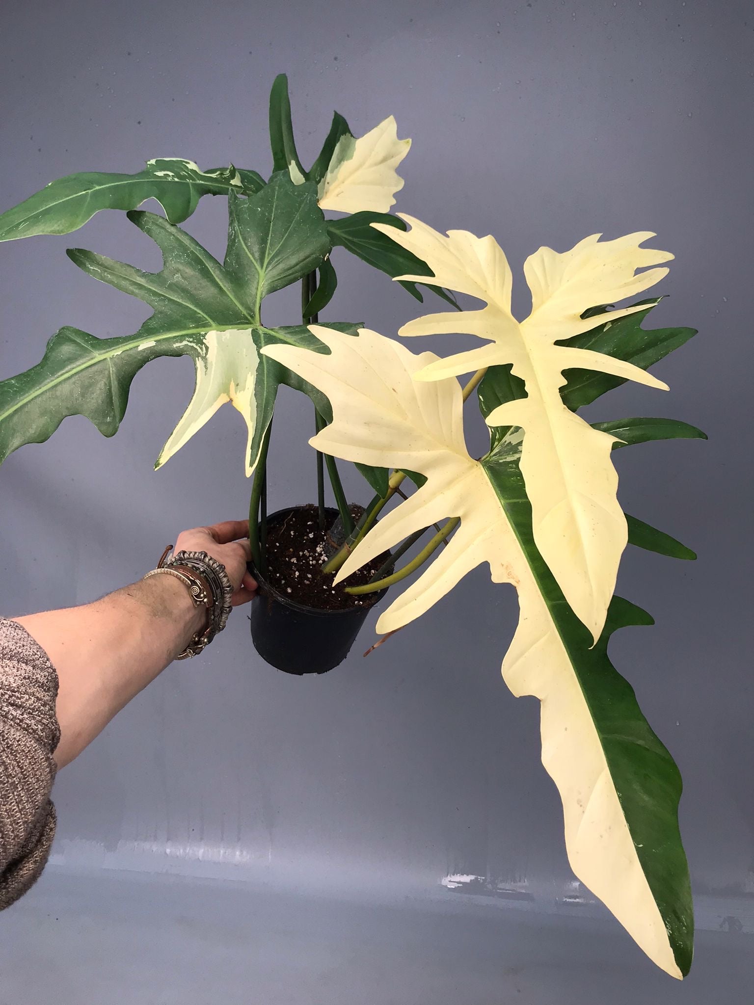 Philodendron Golden Dragon variegated albo (Nr 2)