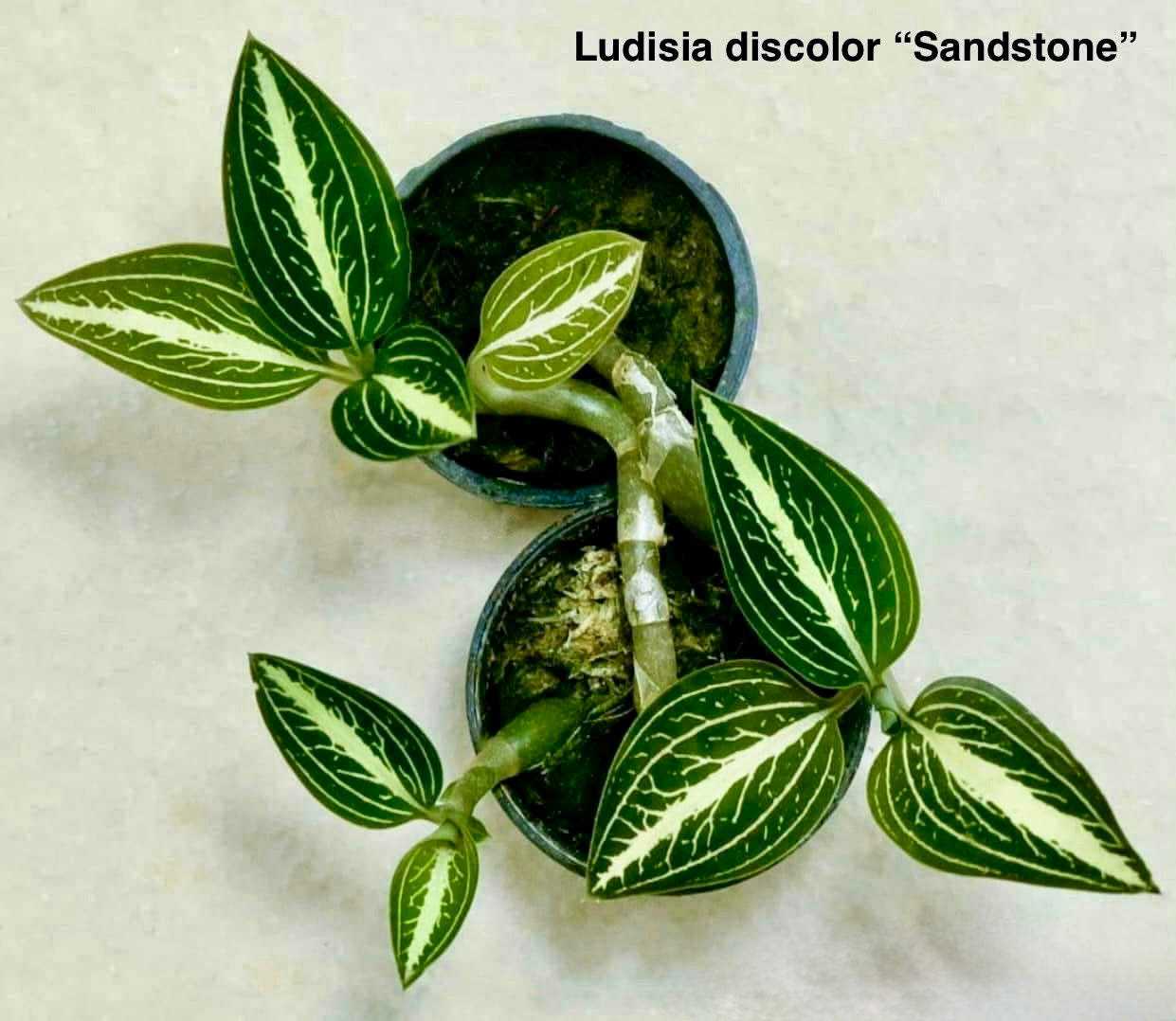 Ludisia discolor “Green Sandstone”