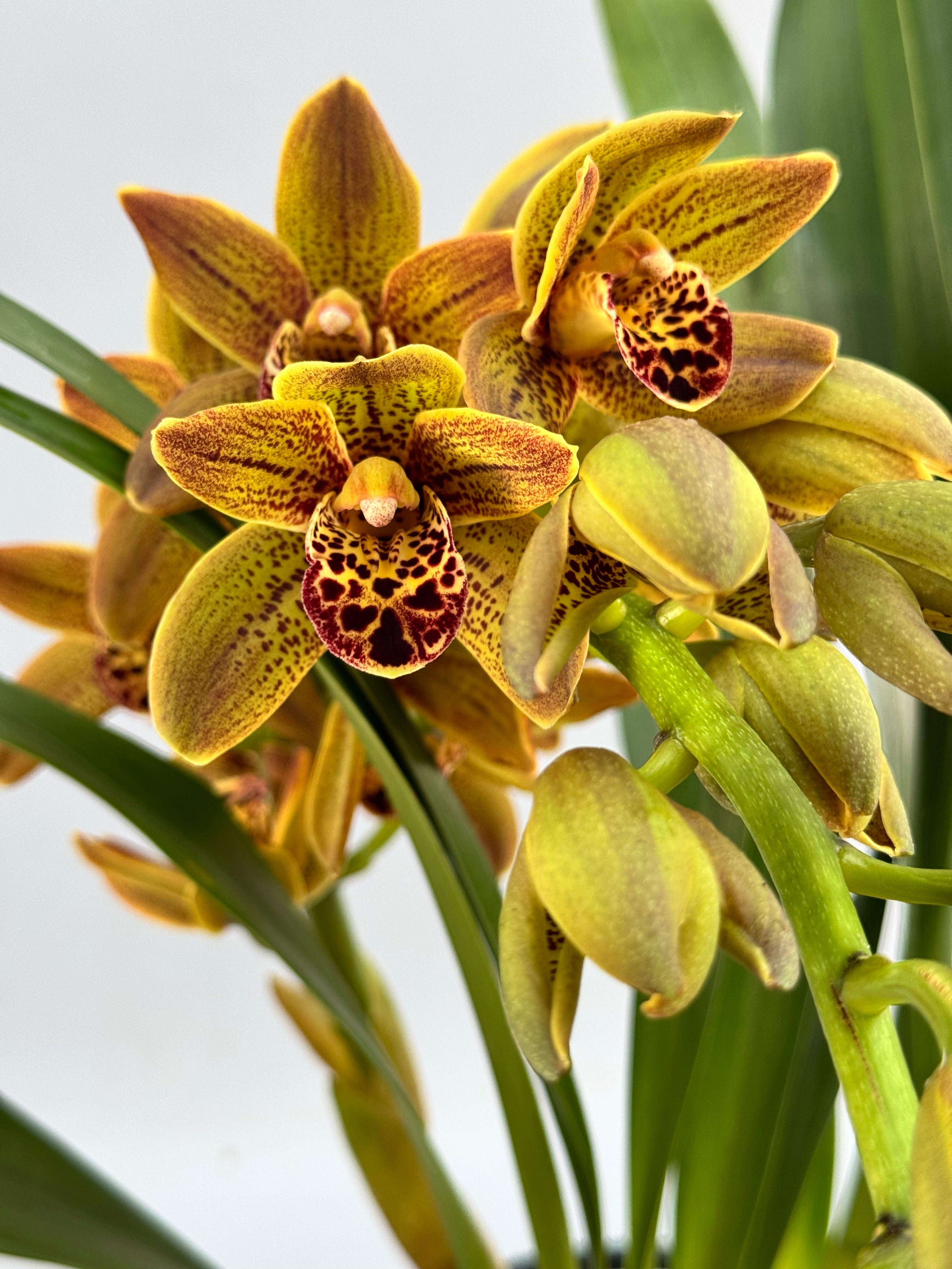 Cymbidium Veronica special hybrid selection