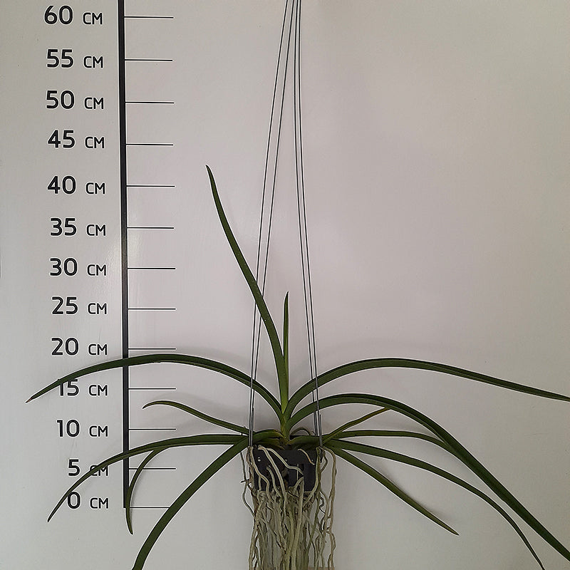 Sweetara Wong Yit Hoe