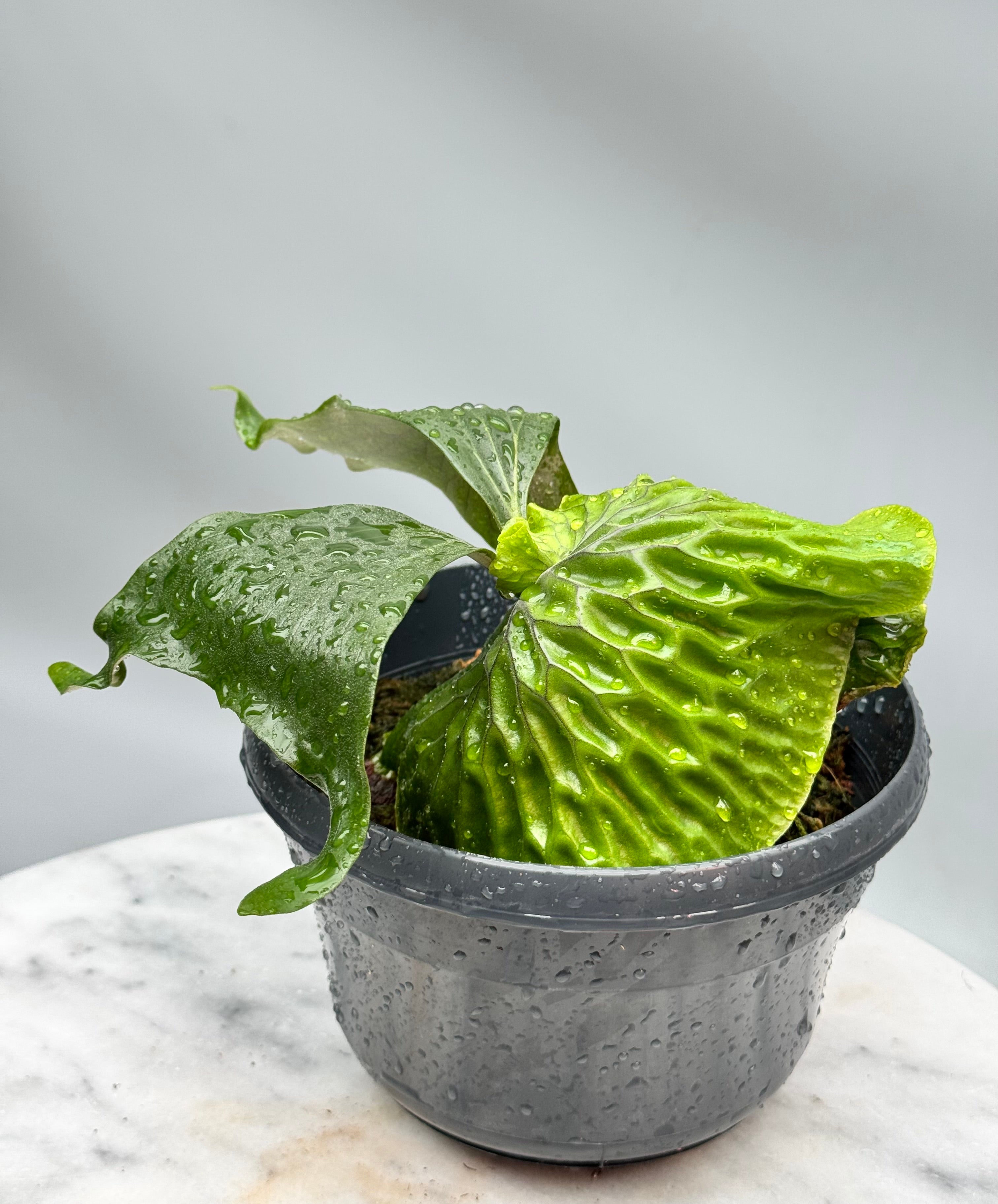 Platycerium madagascariense