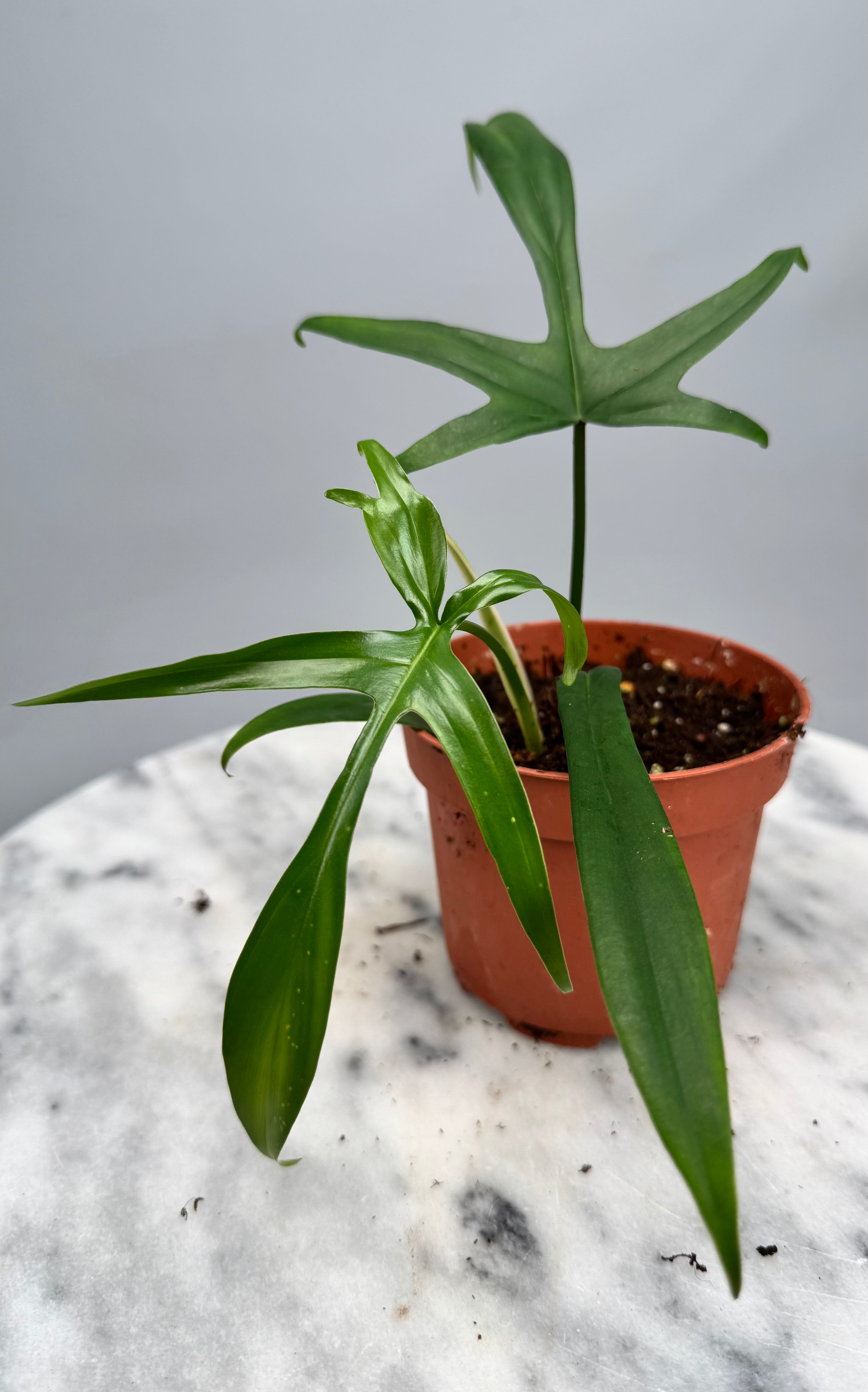 philodendron cross breeding Philodendron Florida Beauty (Green) x polypodioides