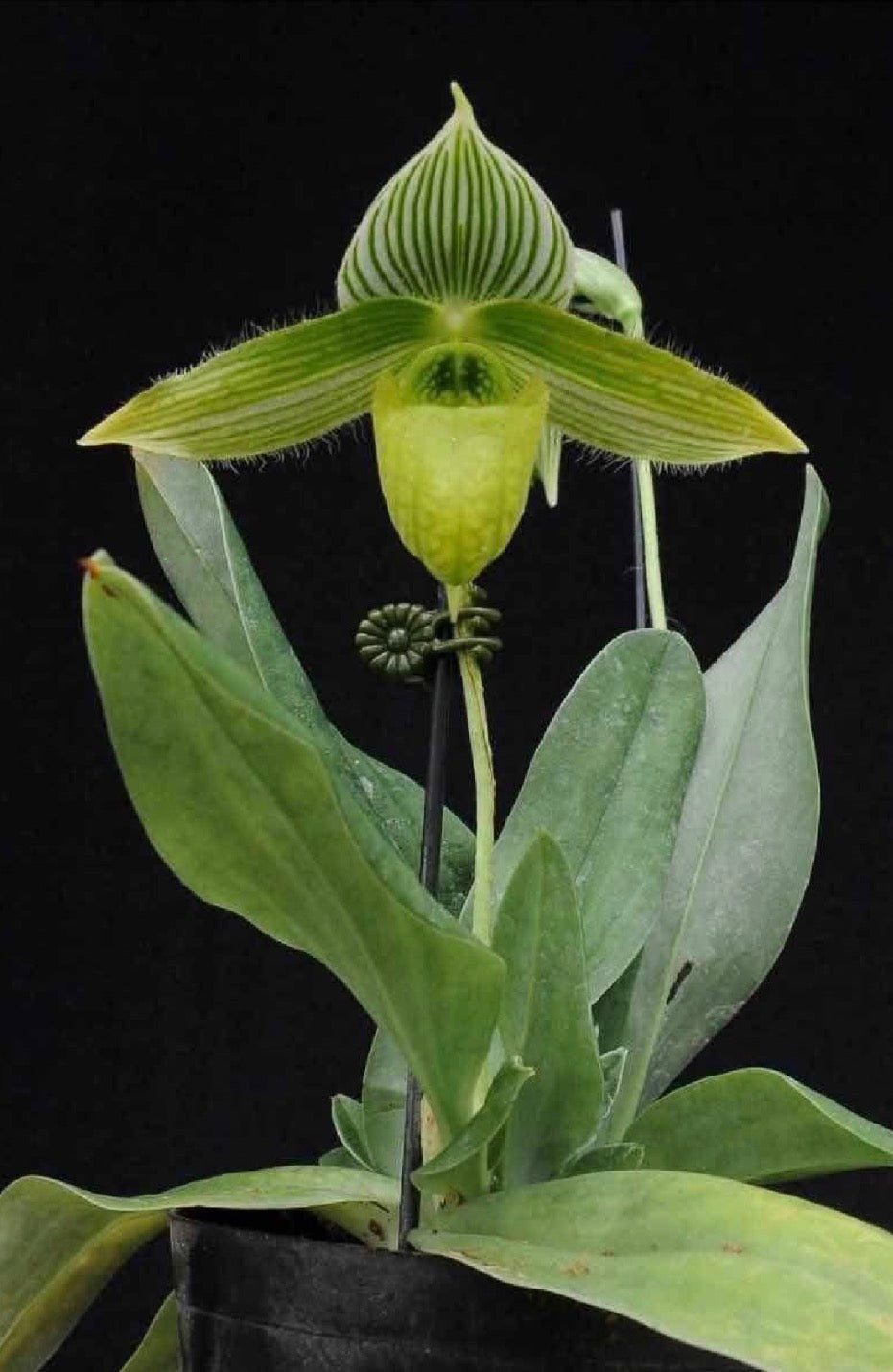Paphiopedilum sukhakulii Alba