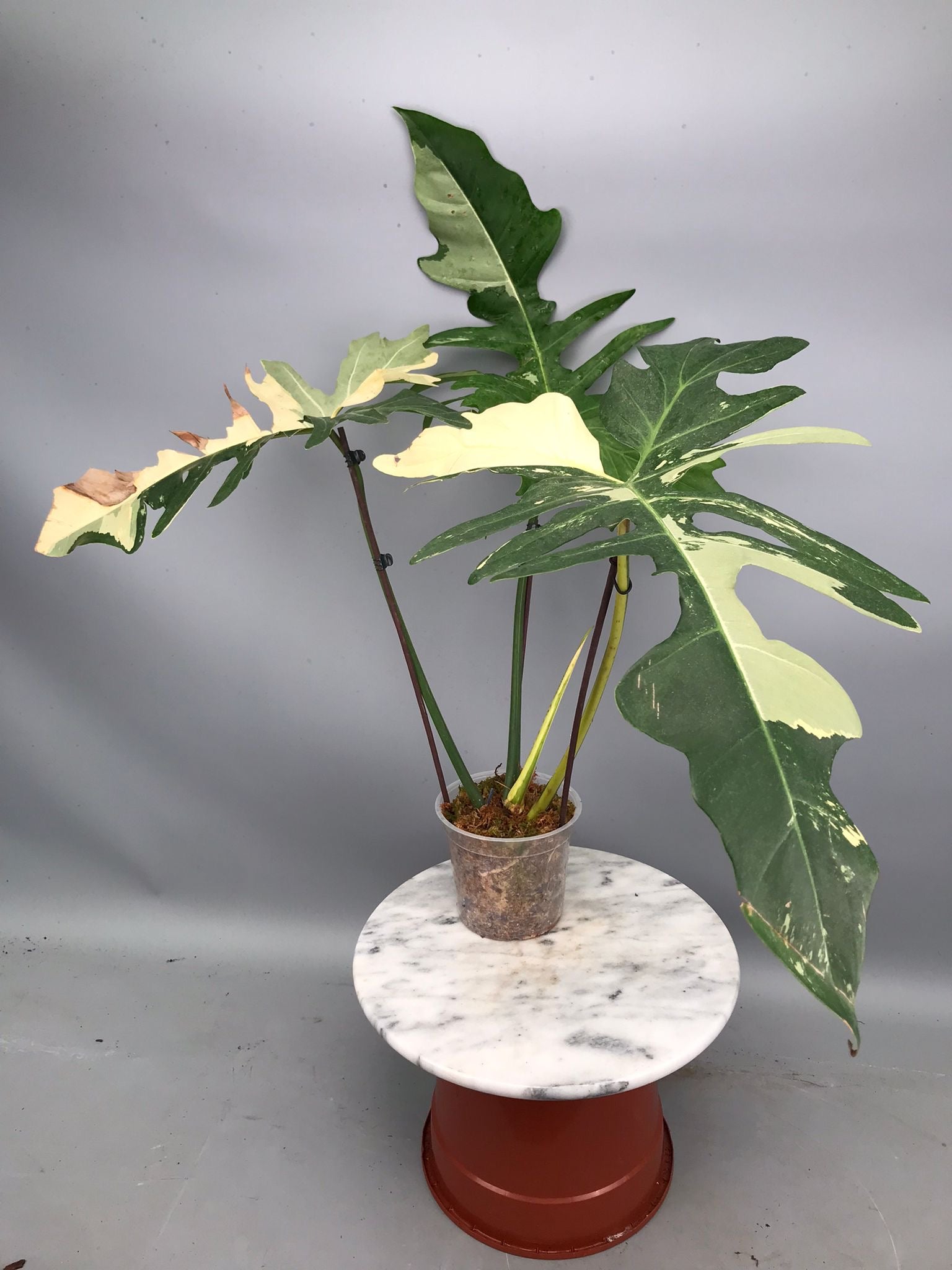 Philodendron Golden Dragon variegated albo (Nr 2)
