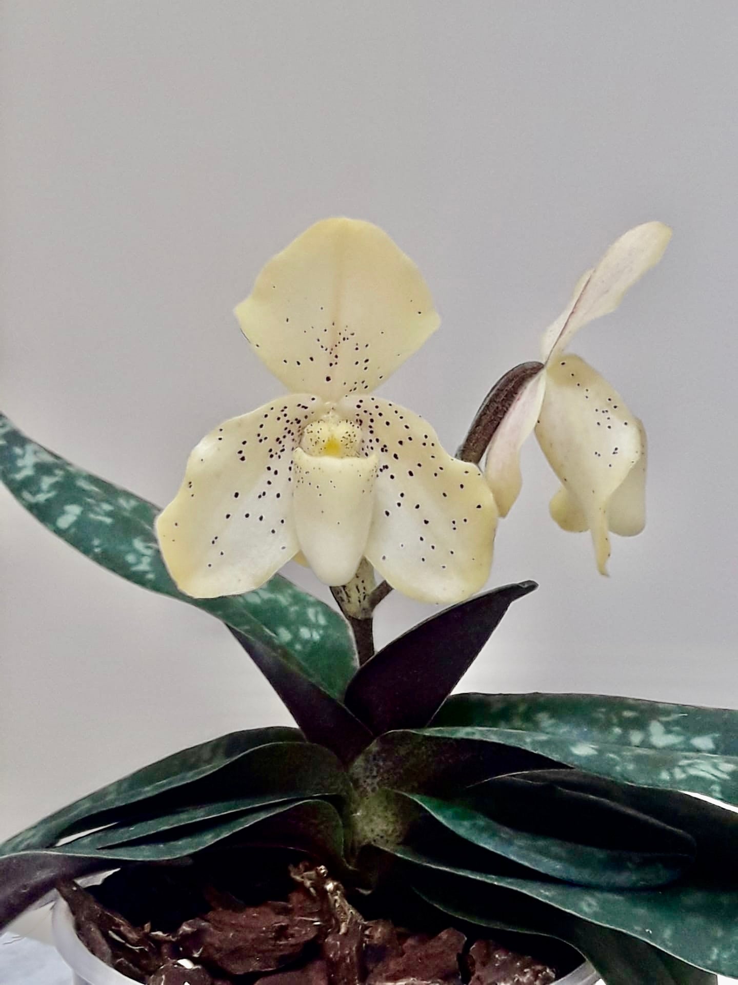 Paphiopedilum concolor