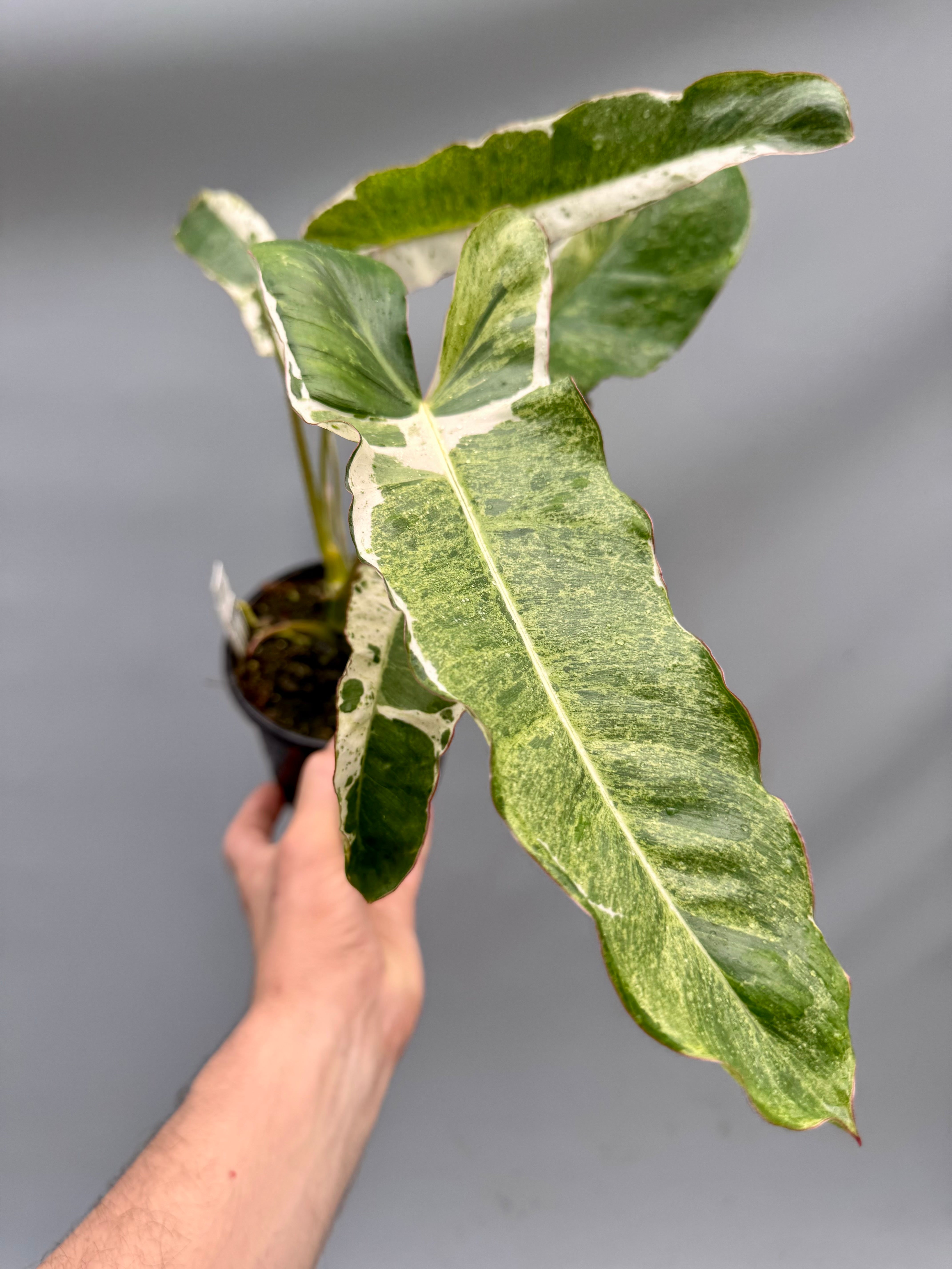 Philodendron Paraiso Verde Variegata Albo