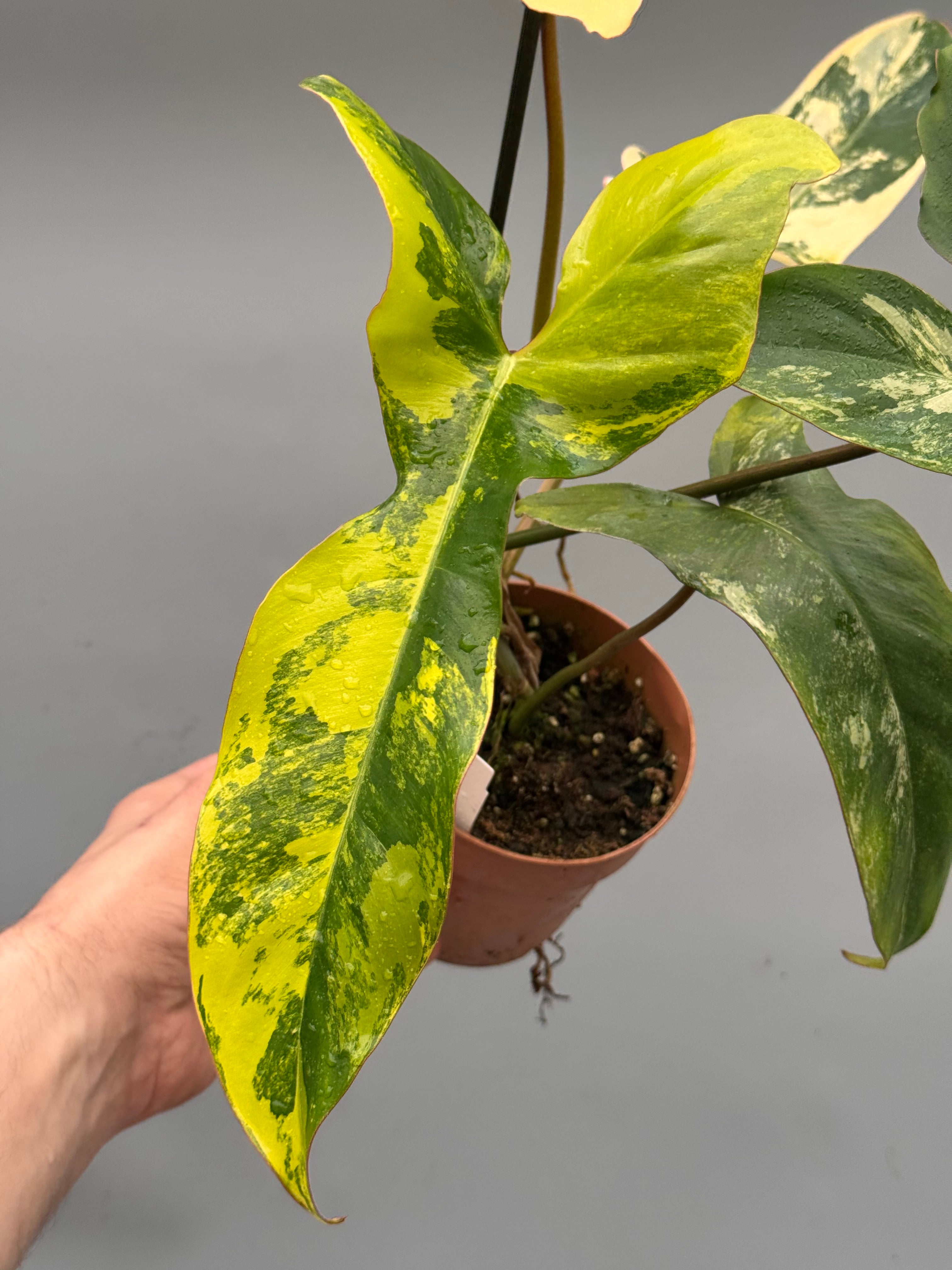 Philodendron billietiae variegata x Florida Beauty (Nr 1)