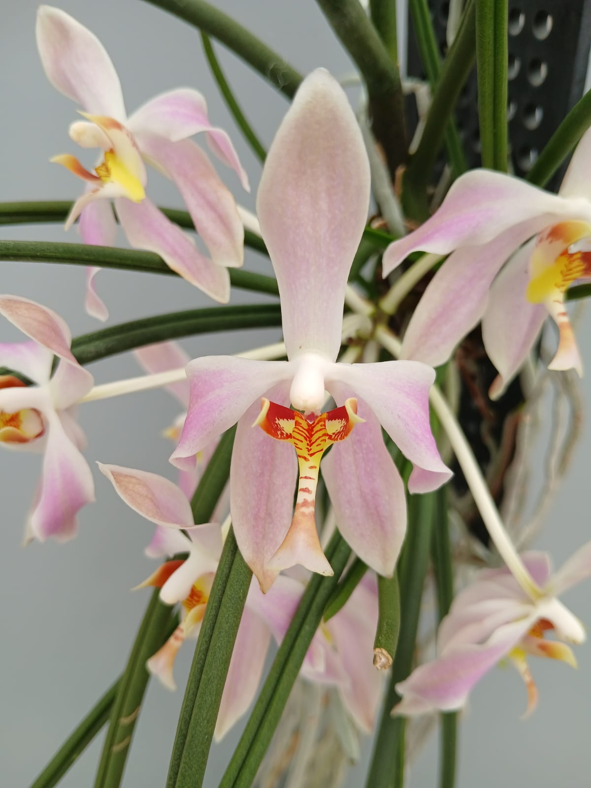 Paraphalaenopsis laycockii (Selection 1 )