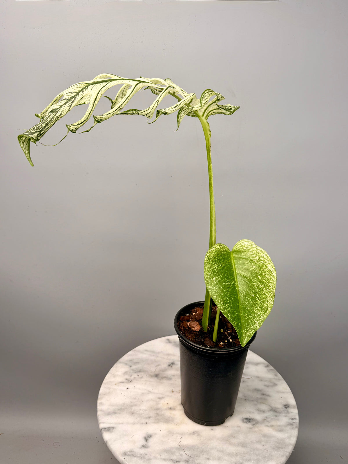 Monstera ‘Devil Monster’ (Leaf Cutting)