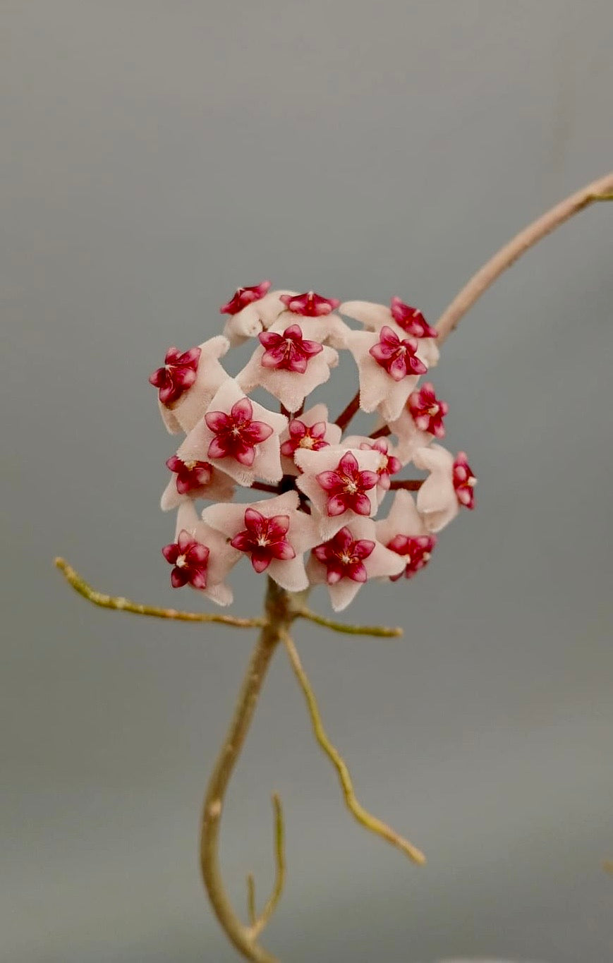 Hoya obovata variegata