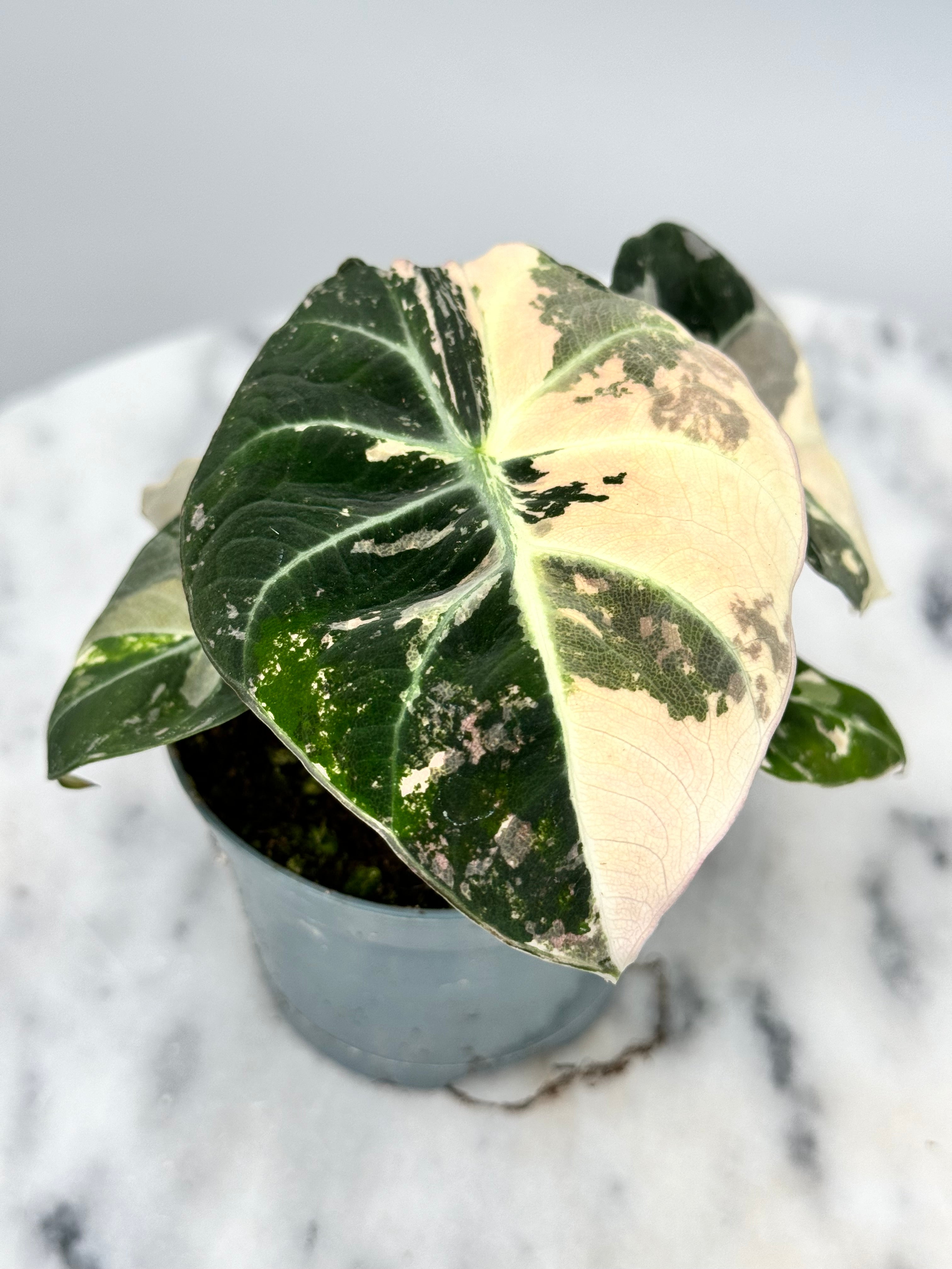 Alocasia black velvet variegata