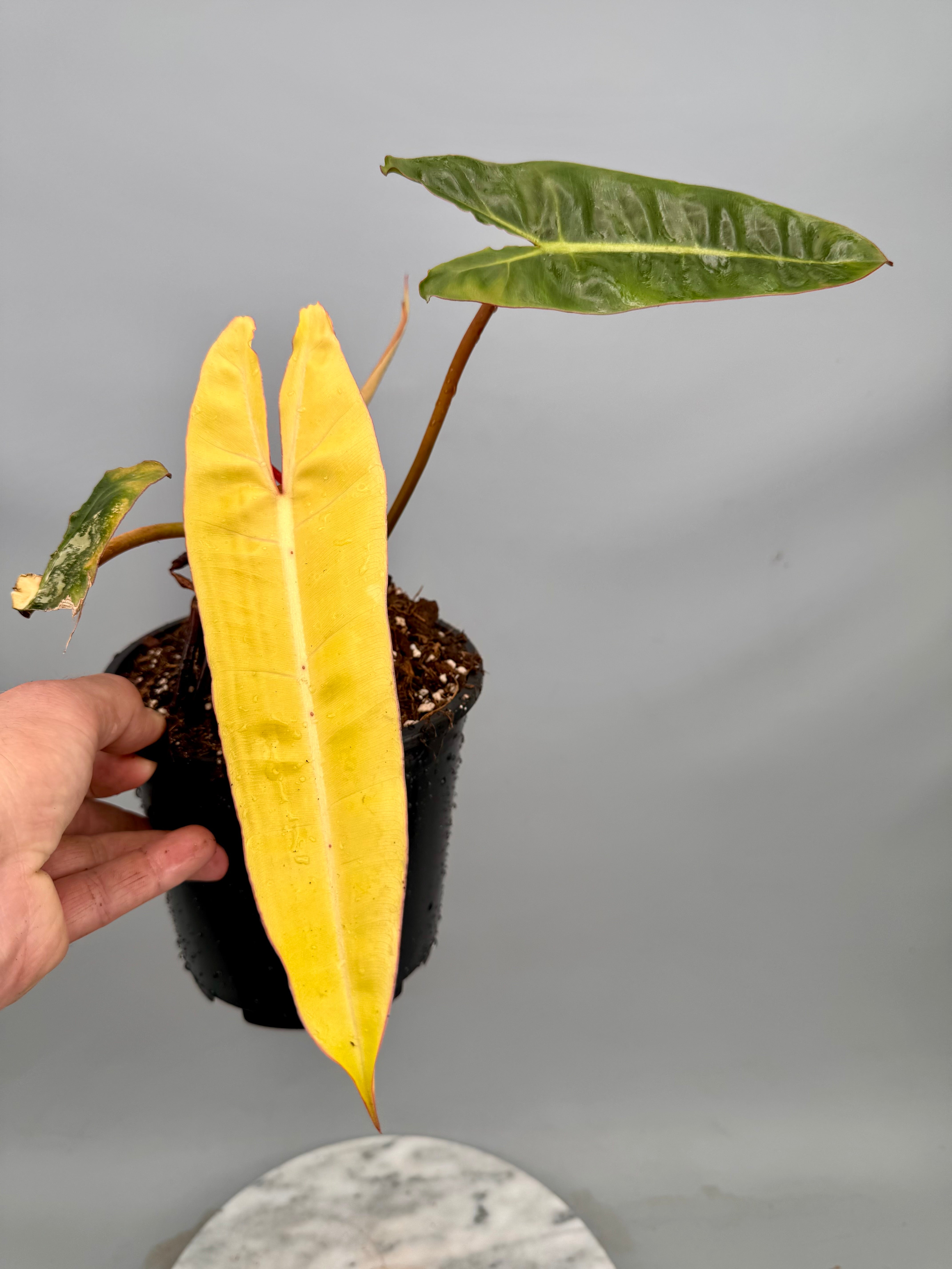 Philodendron billietiae Variegata ‘Small Size’