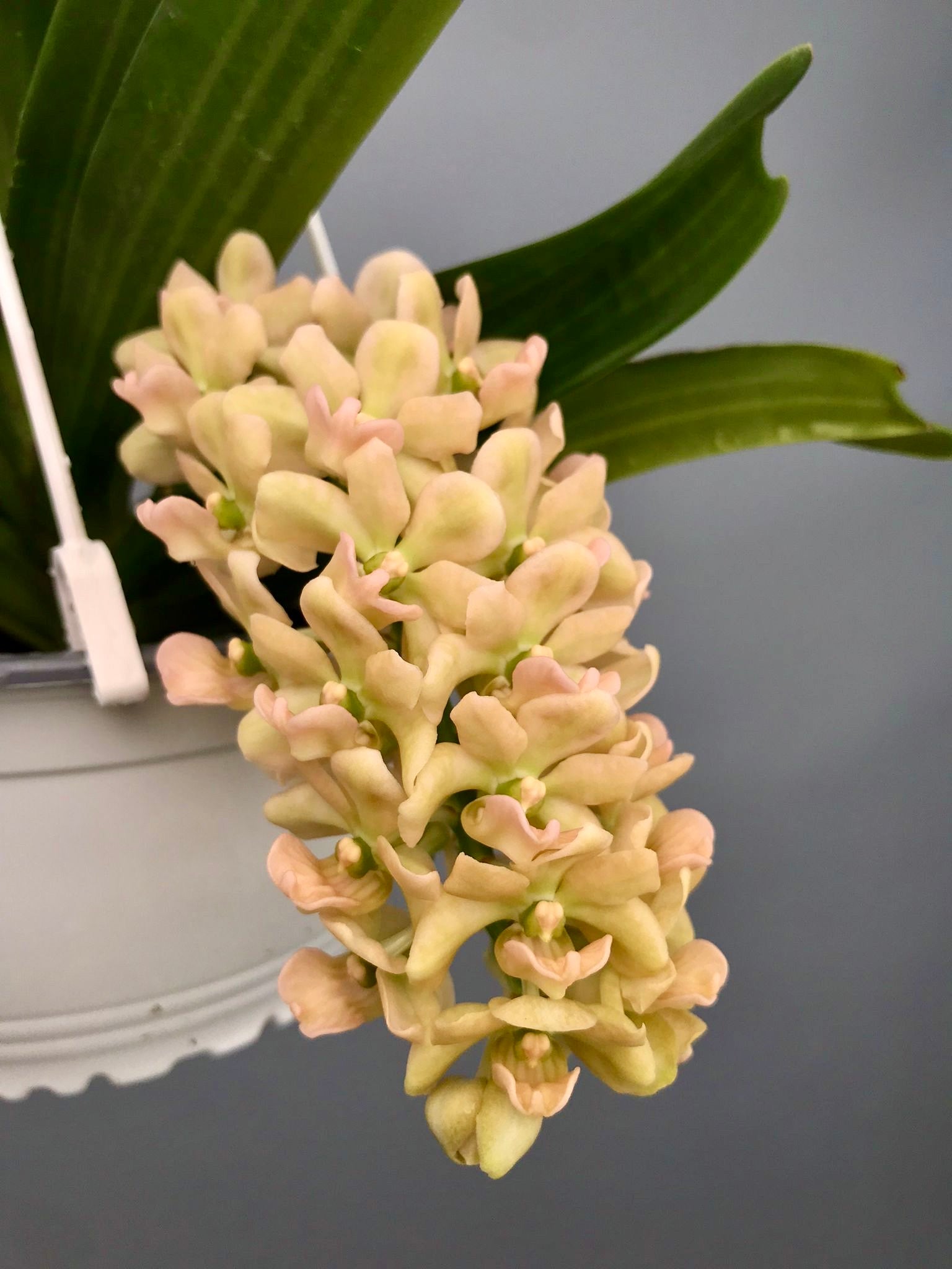 Rhynchostylis gigantea "Peach" x “Yellow”