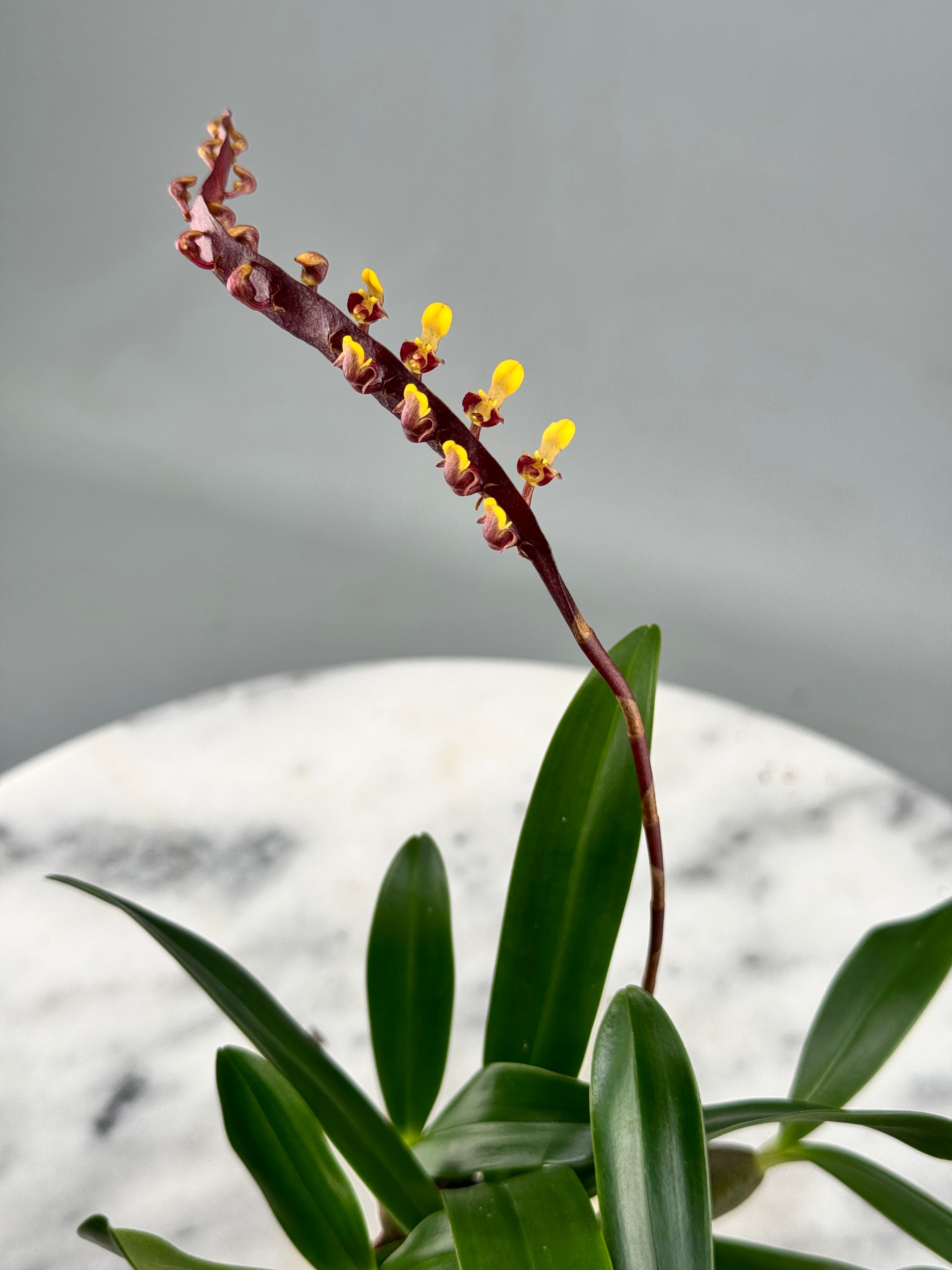 Bulbophyllum falcatum