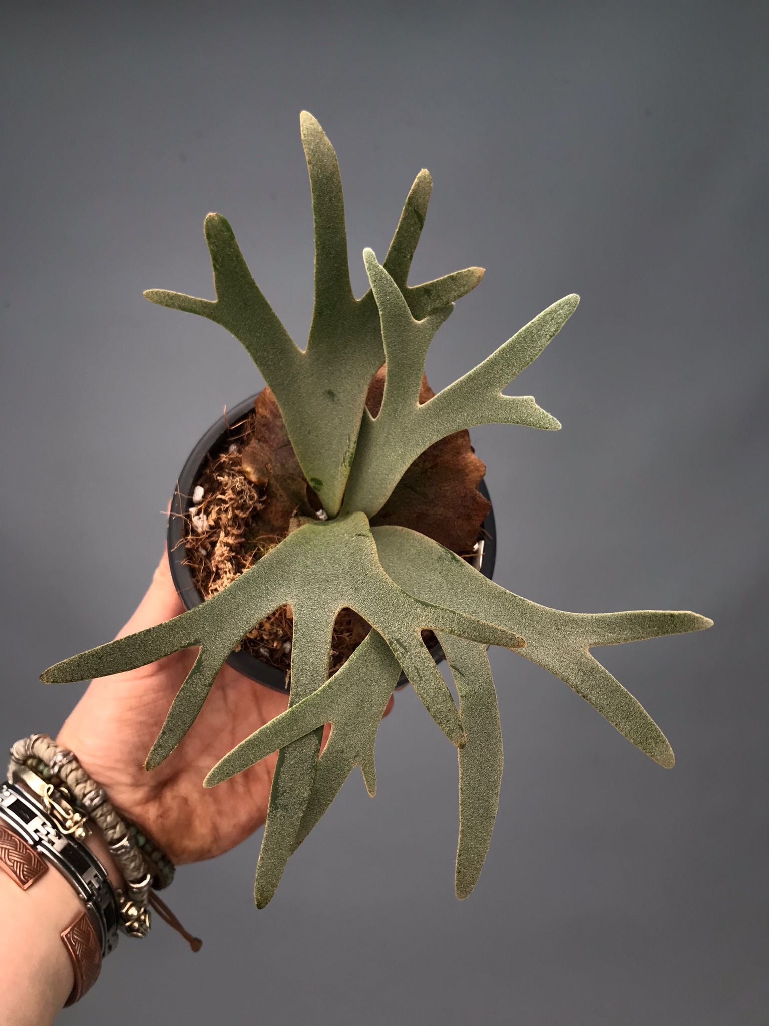 Platycerium willinckii 