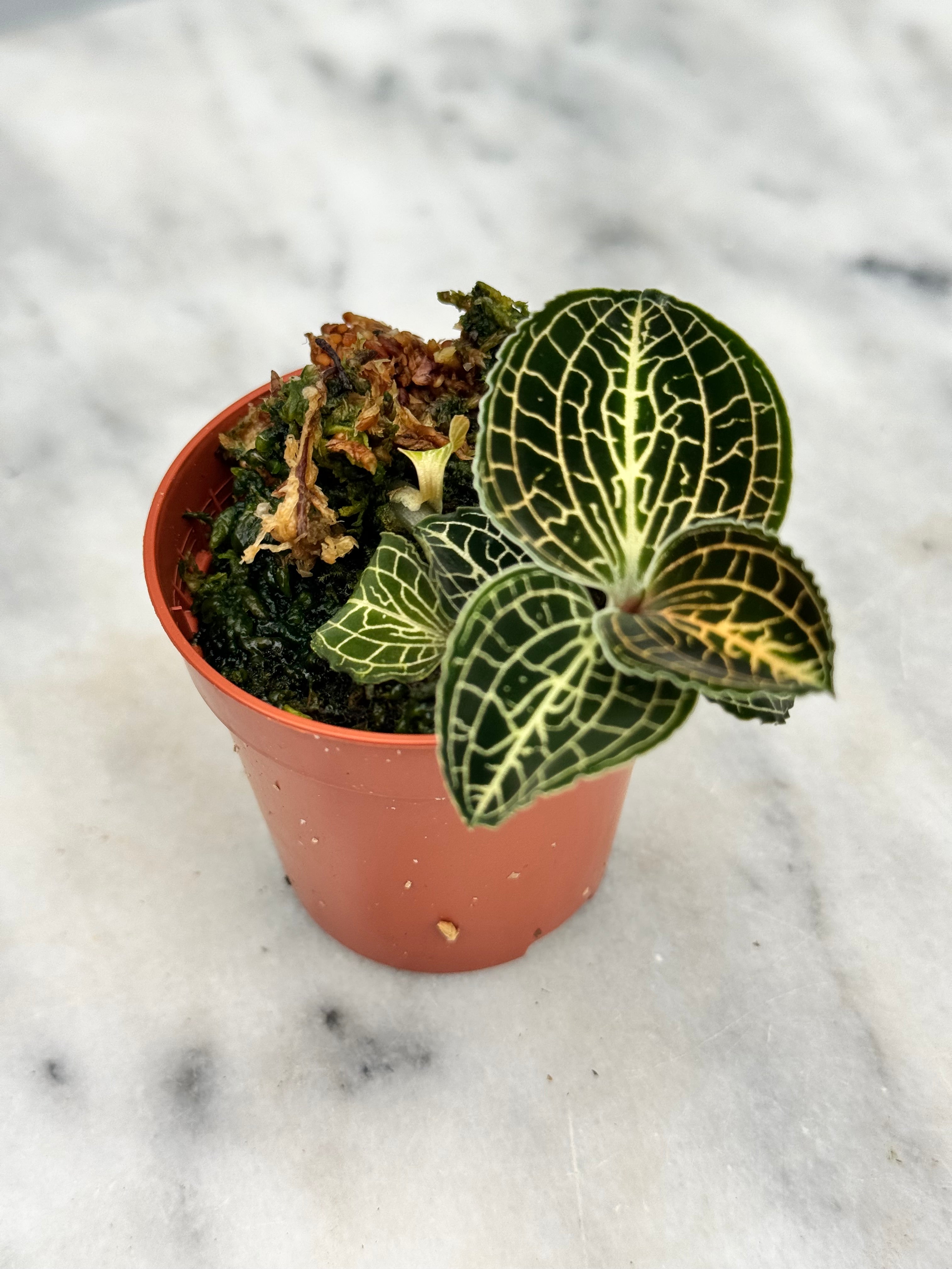 Anoectochilus formosanus x burmanicus “flask“