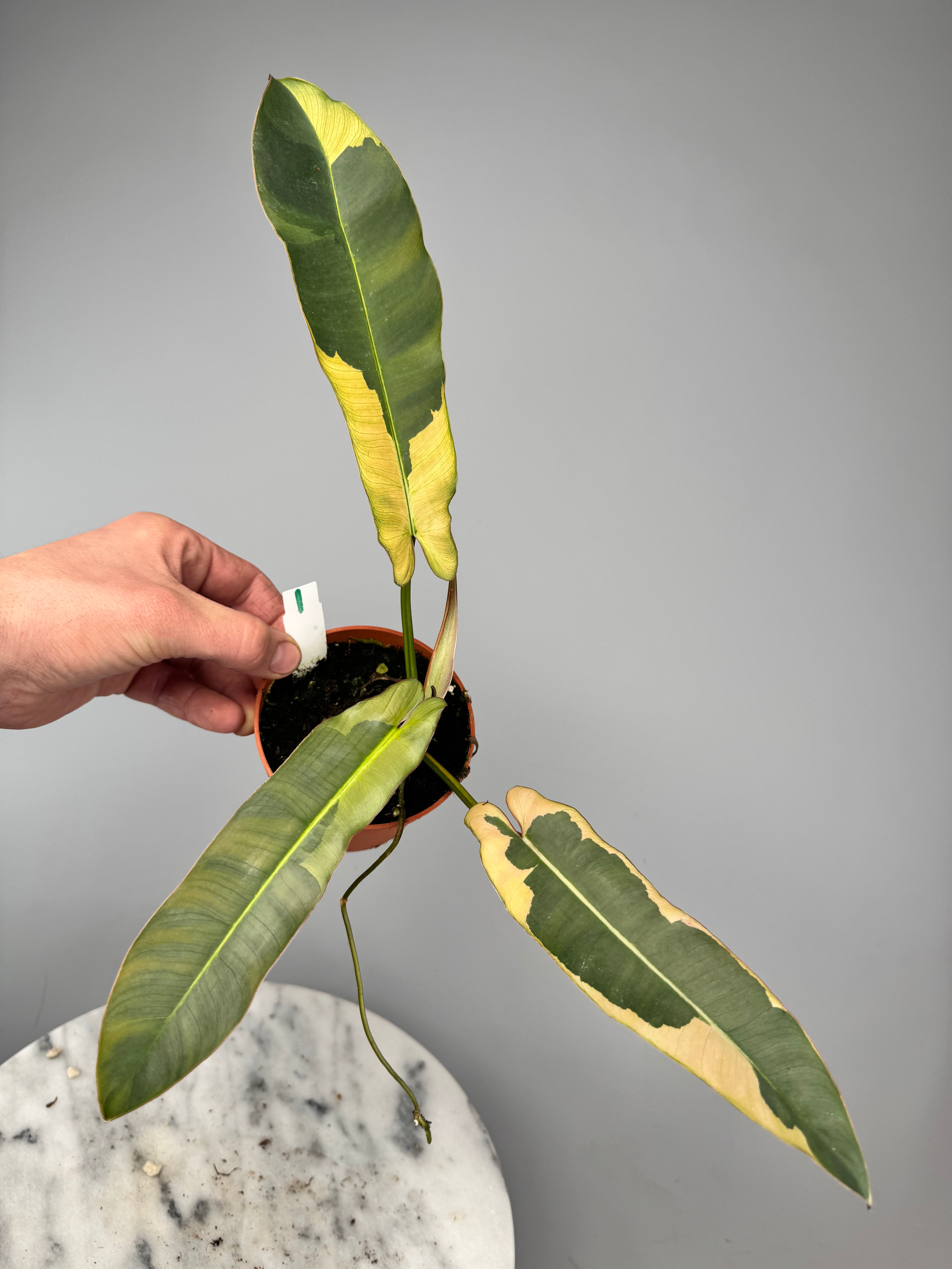 philodendron albo variegata Philodendron atabapoense variegata albo